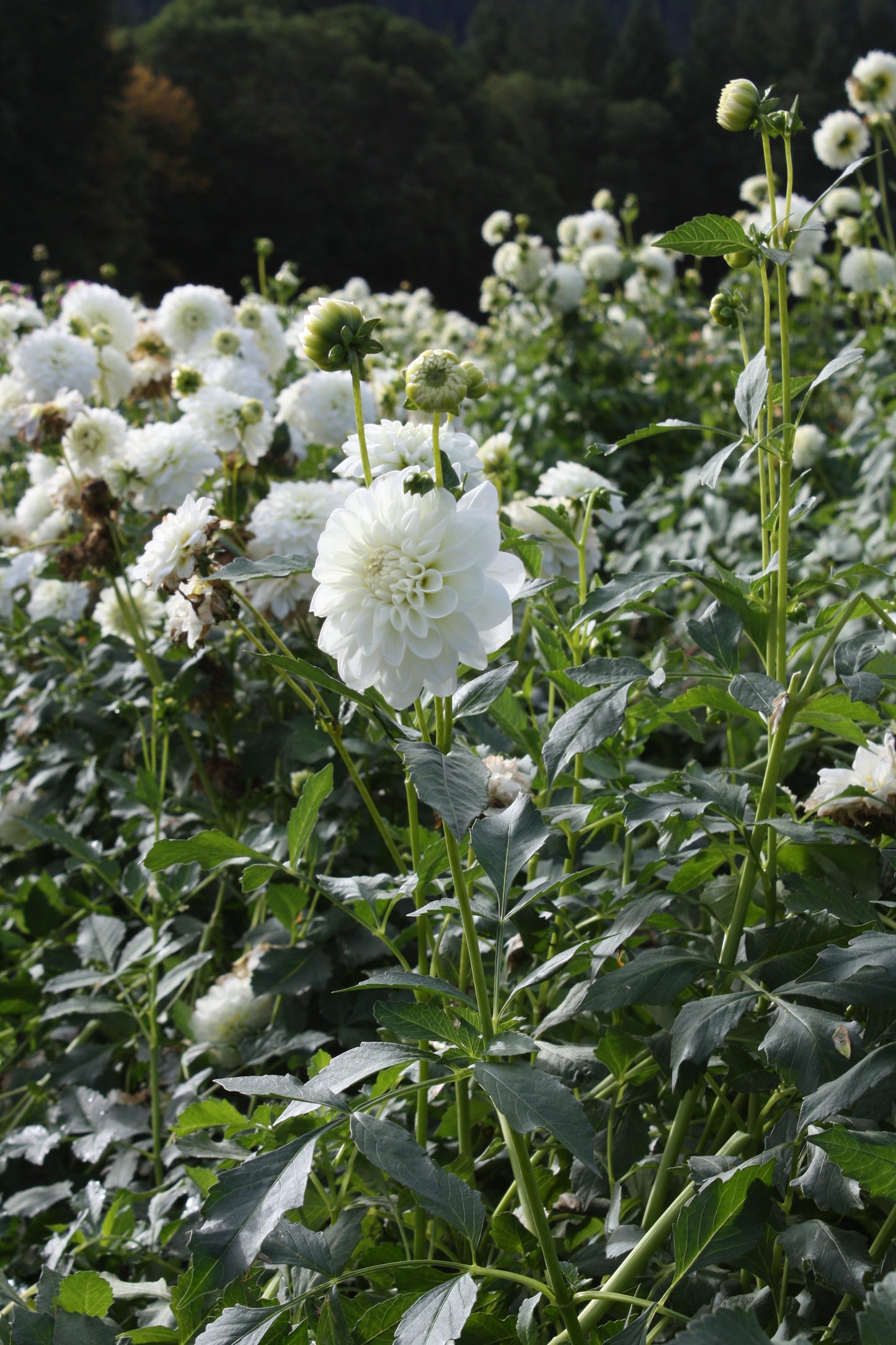 Bride to Be Dahlia Tuber