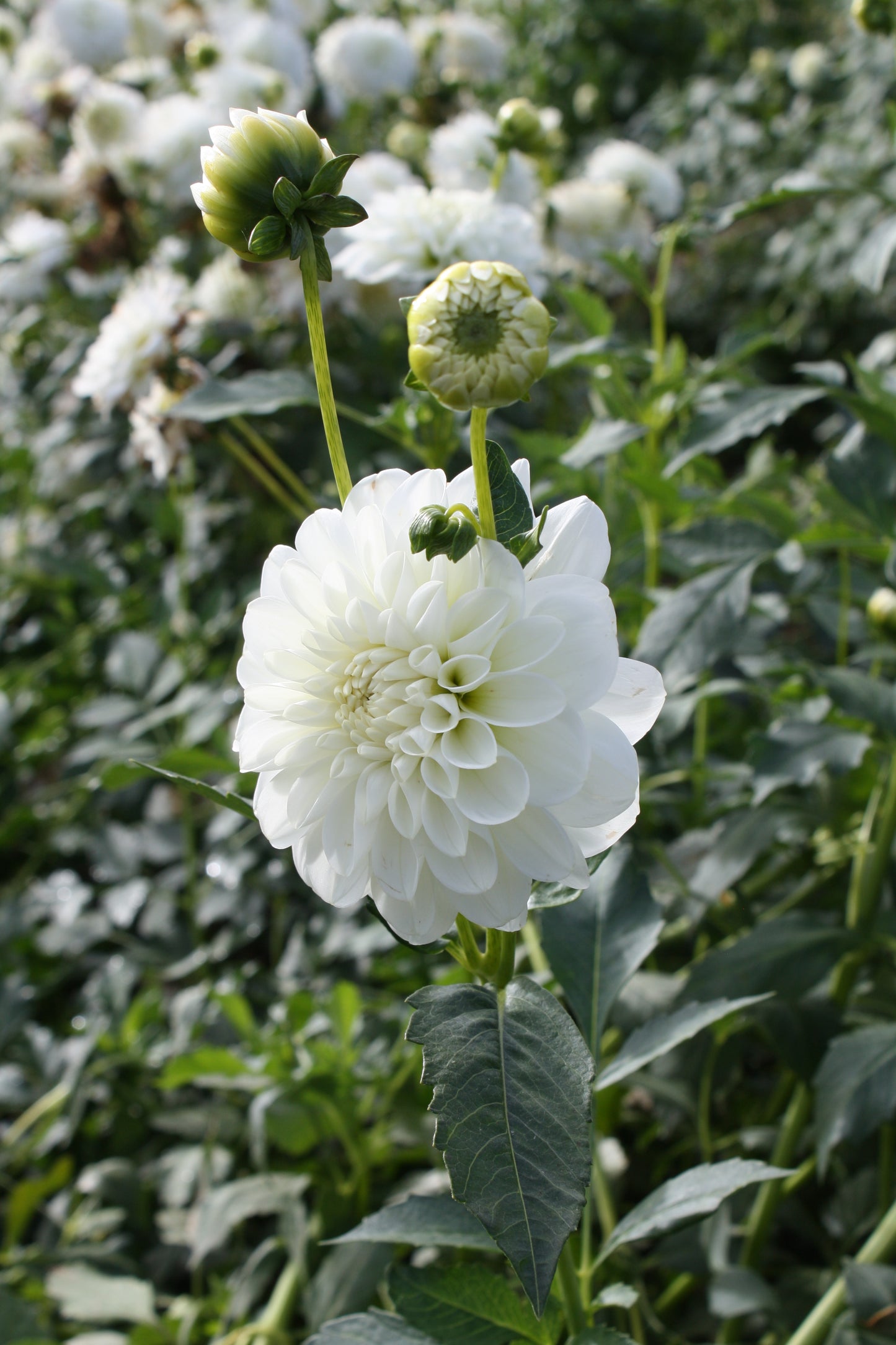 Bride to Be Dahlia Tuber