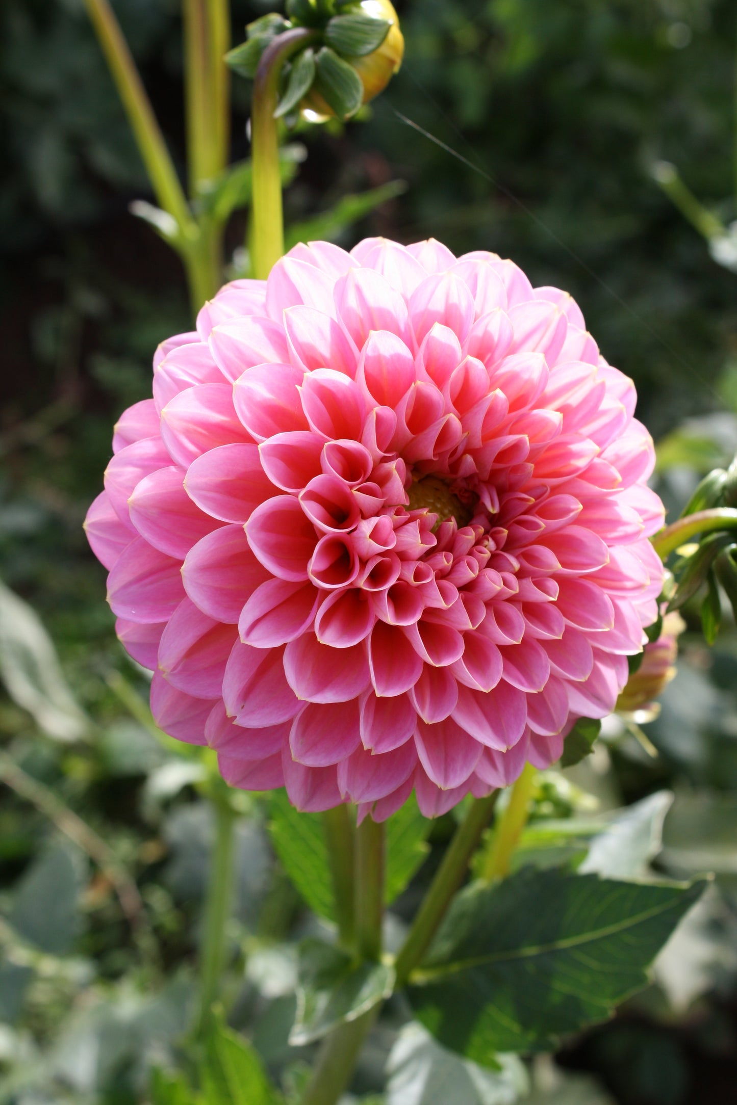 Pink Runner Dahlia Tuber