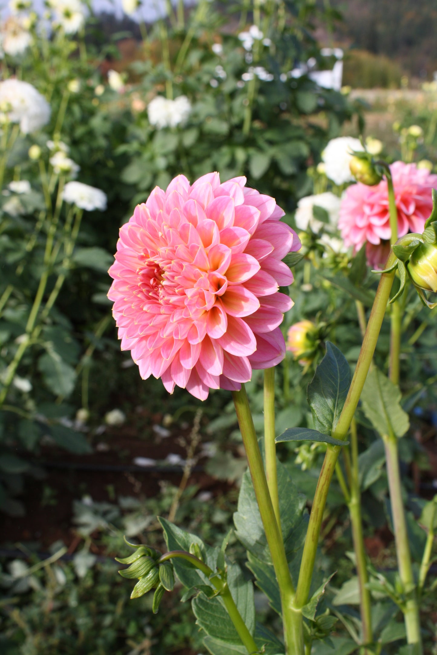 Pink Runner Dahlia Tuber