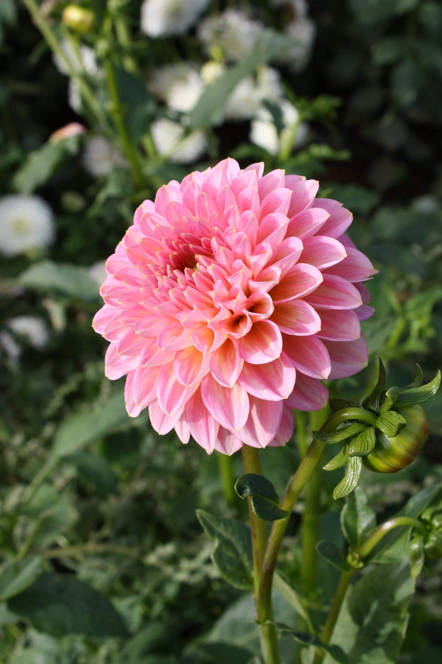 Pink Runner Dahlia Tuber
