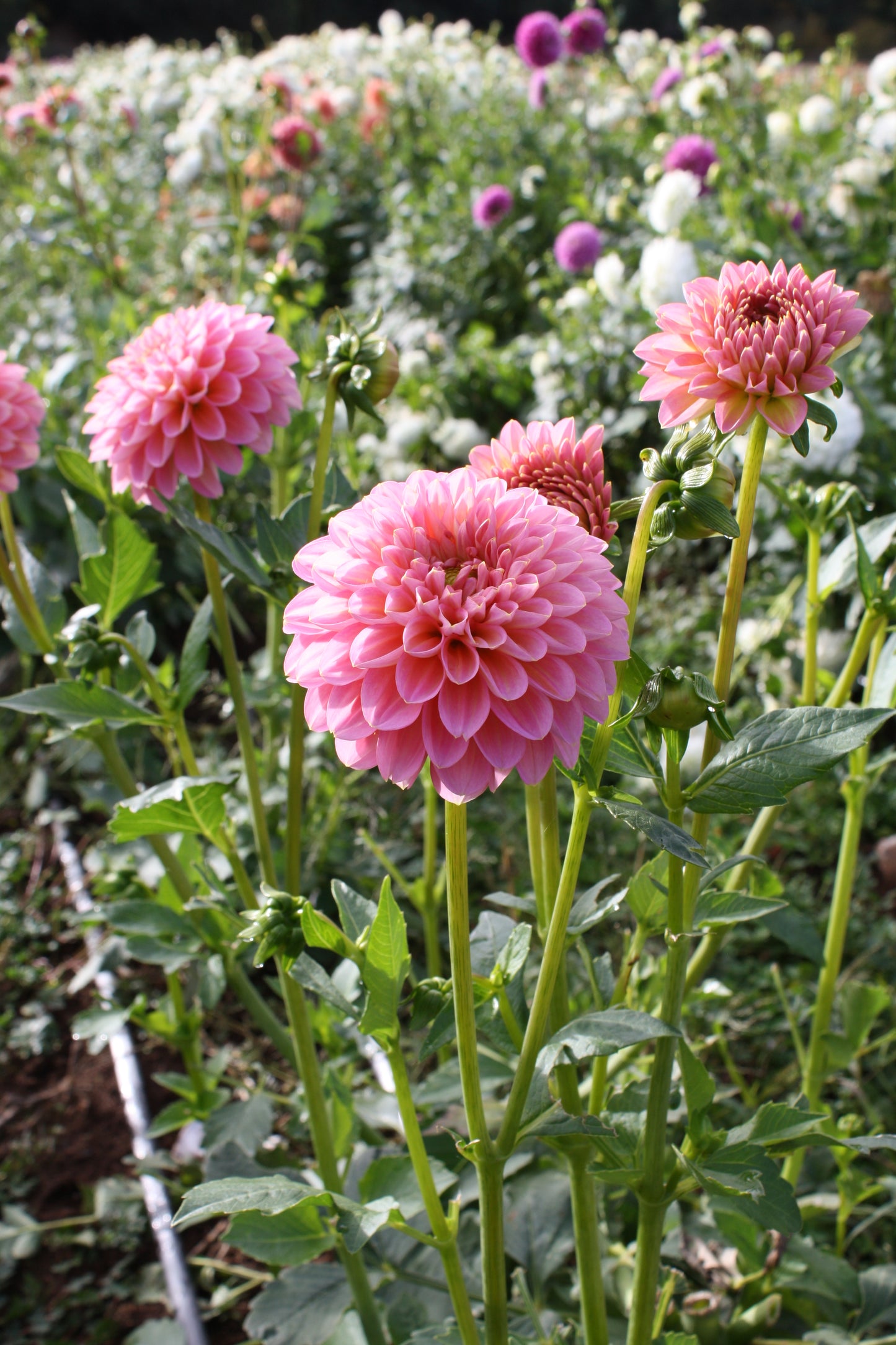 Pink Runner Dahlia Tuber