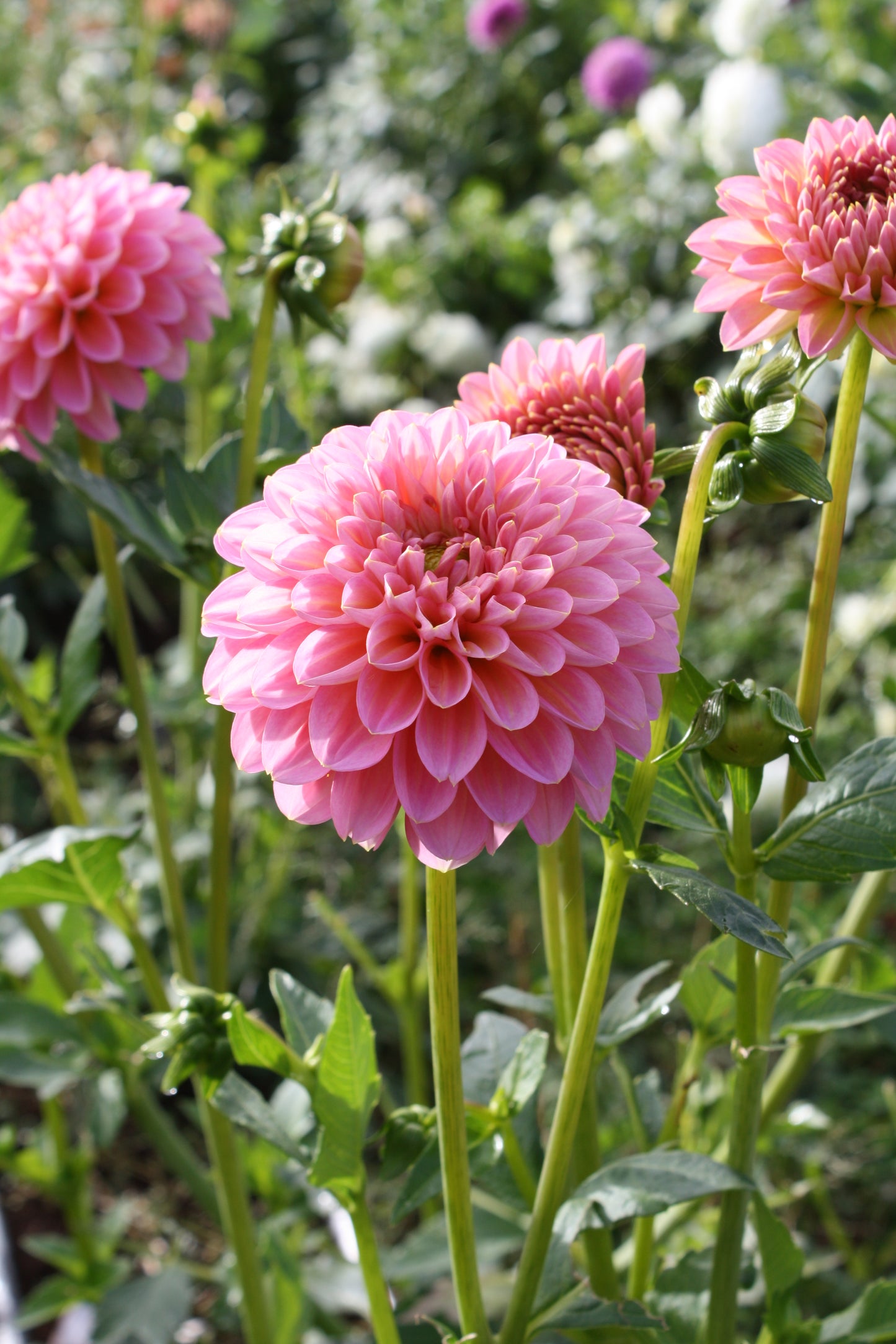 Pink Runner Dahlia Tuber