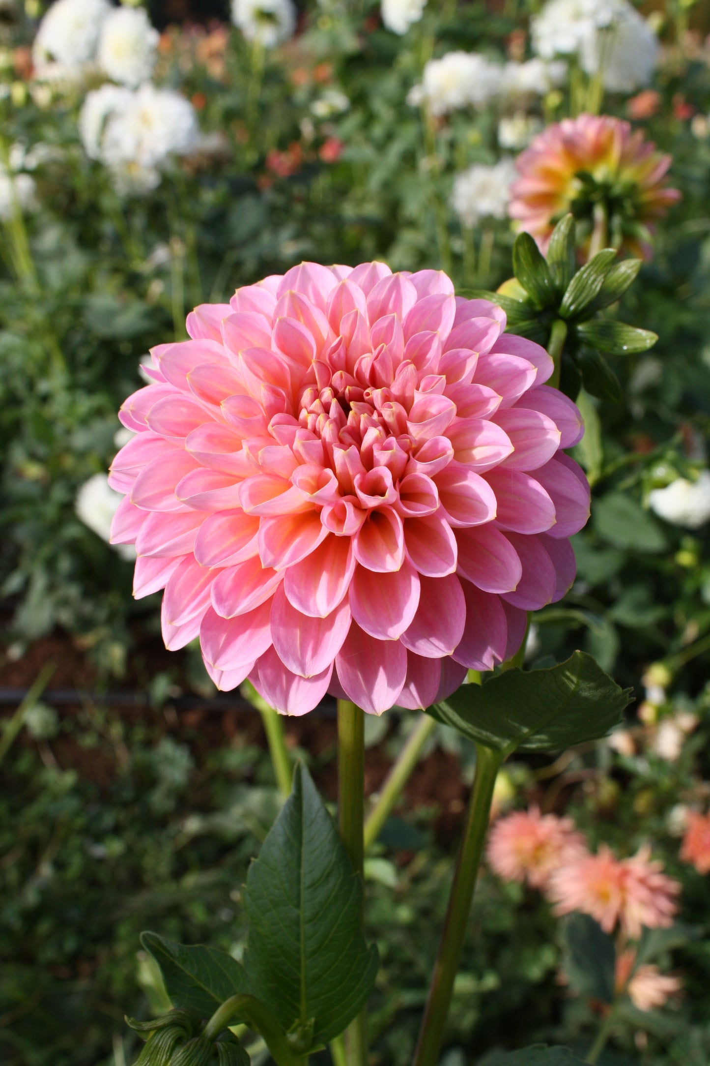 Pink Runner Dahlia Tuber