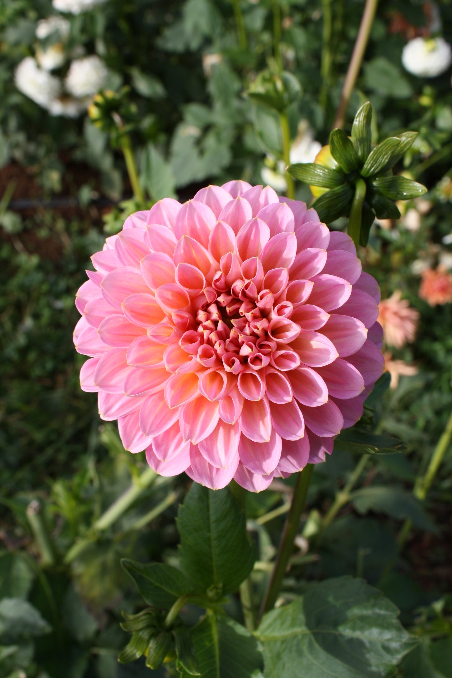 Pink Runner Dahlia Tuber