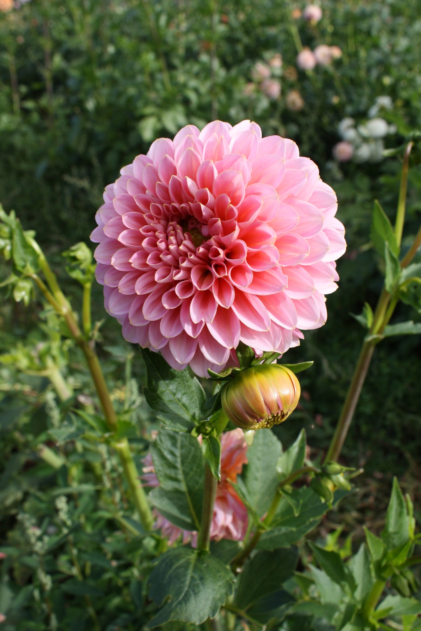 Pink Runner Dahlia Tuber