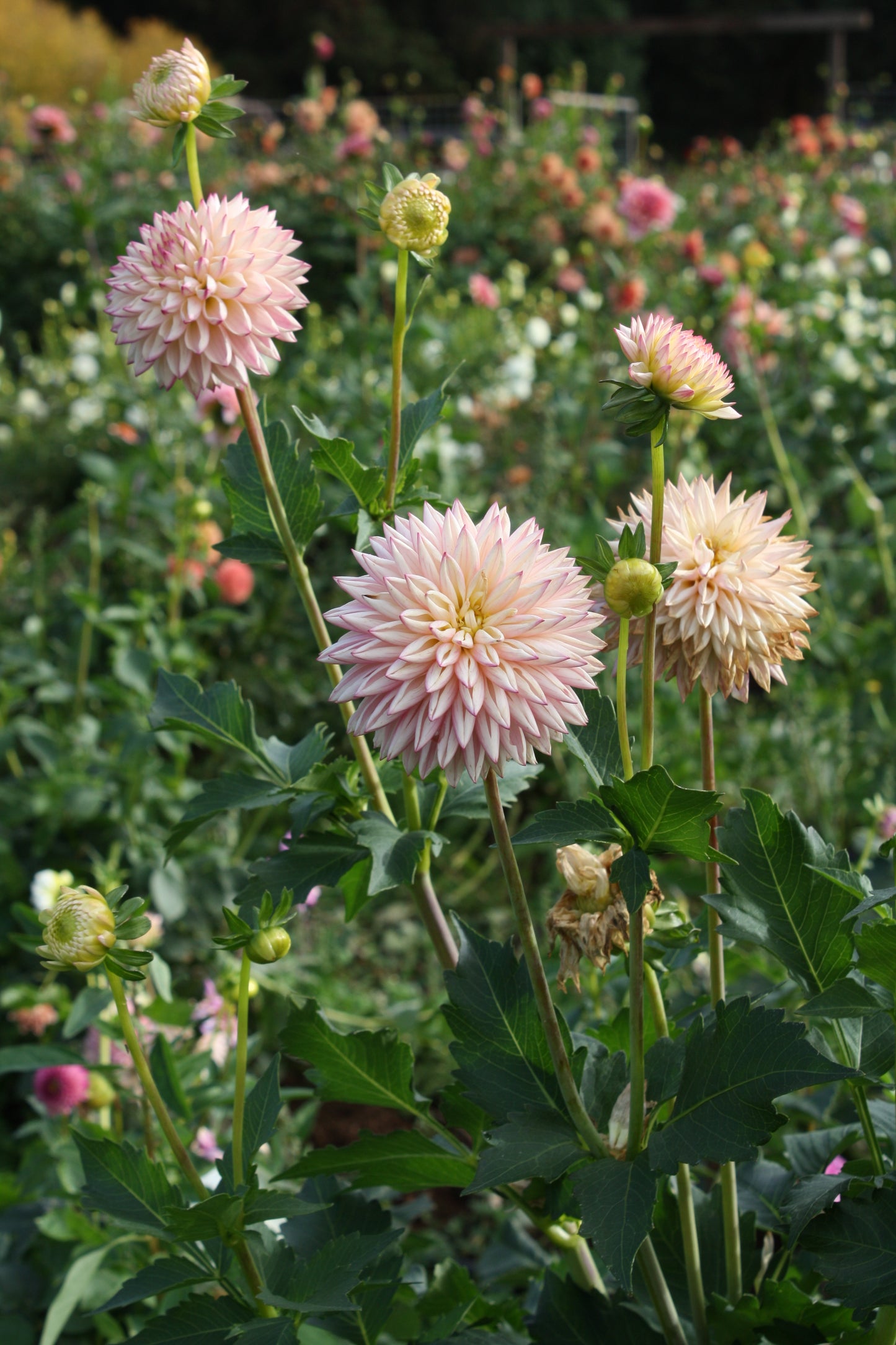 Valley Porcupine Dahlia Tuber