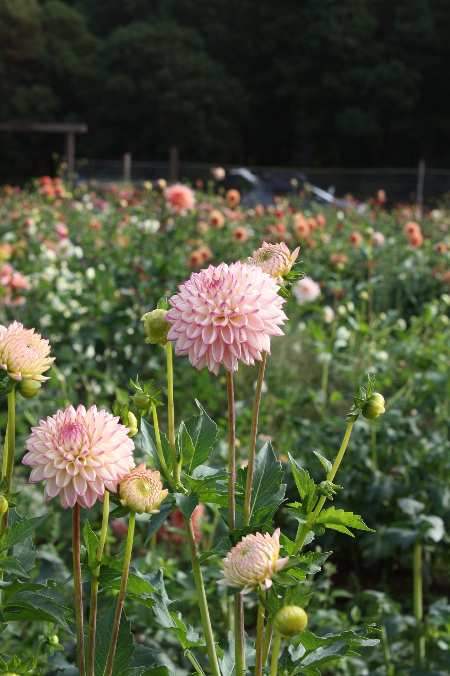 Valley Porcupine Dahlia Tuber