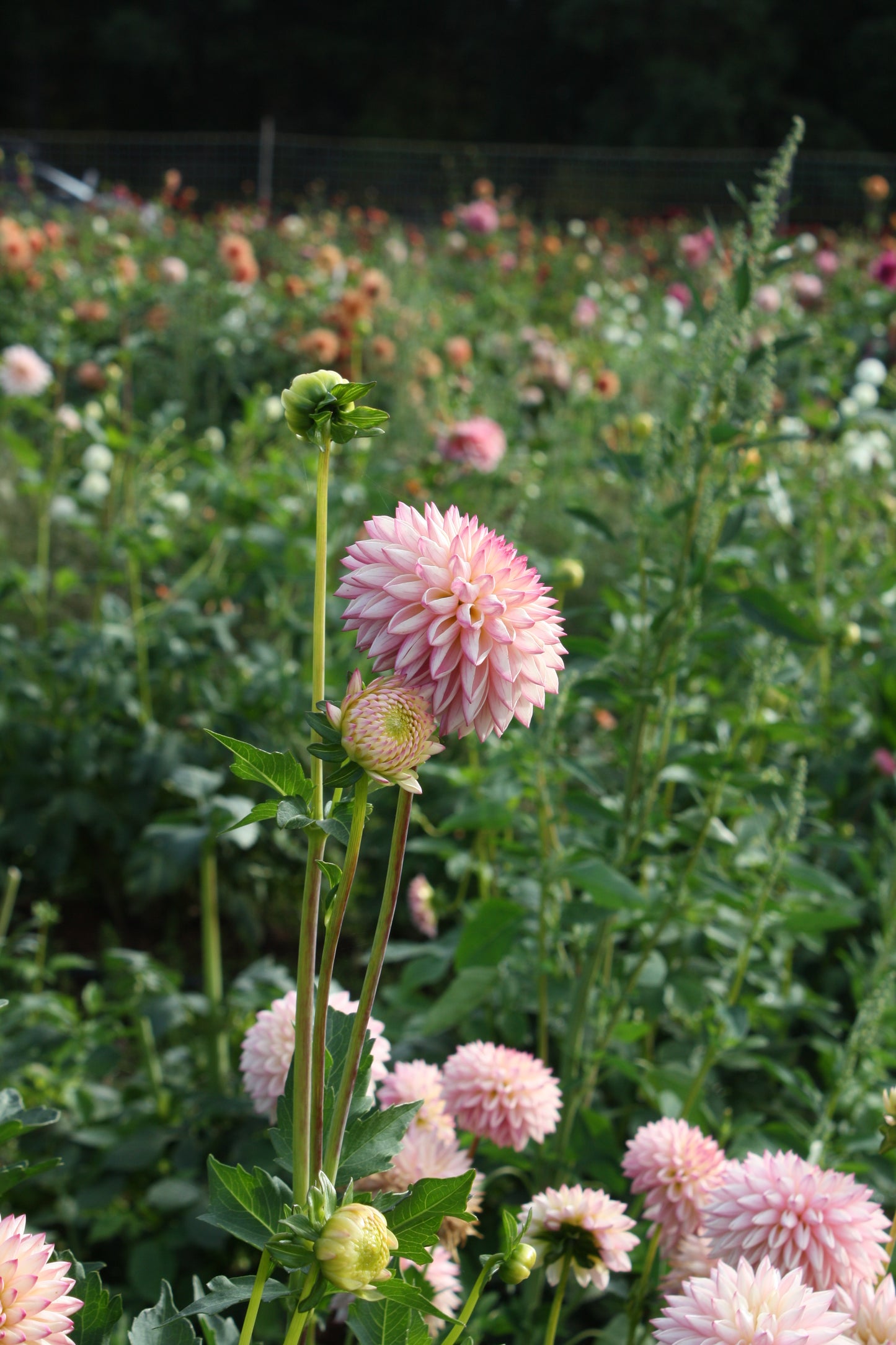 Valley Porcupine Dahlia Tuber