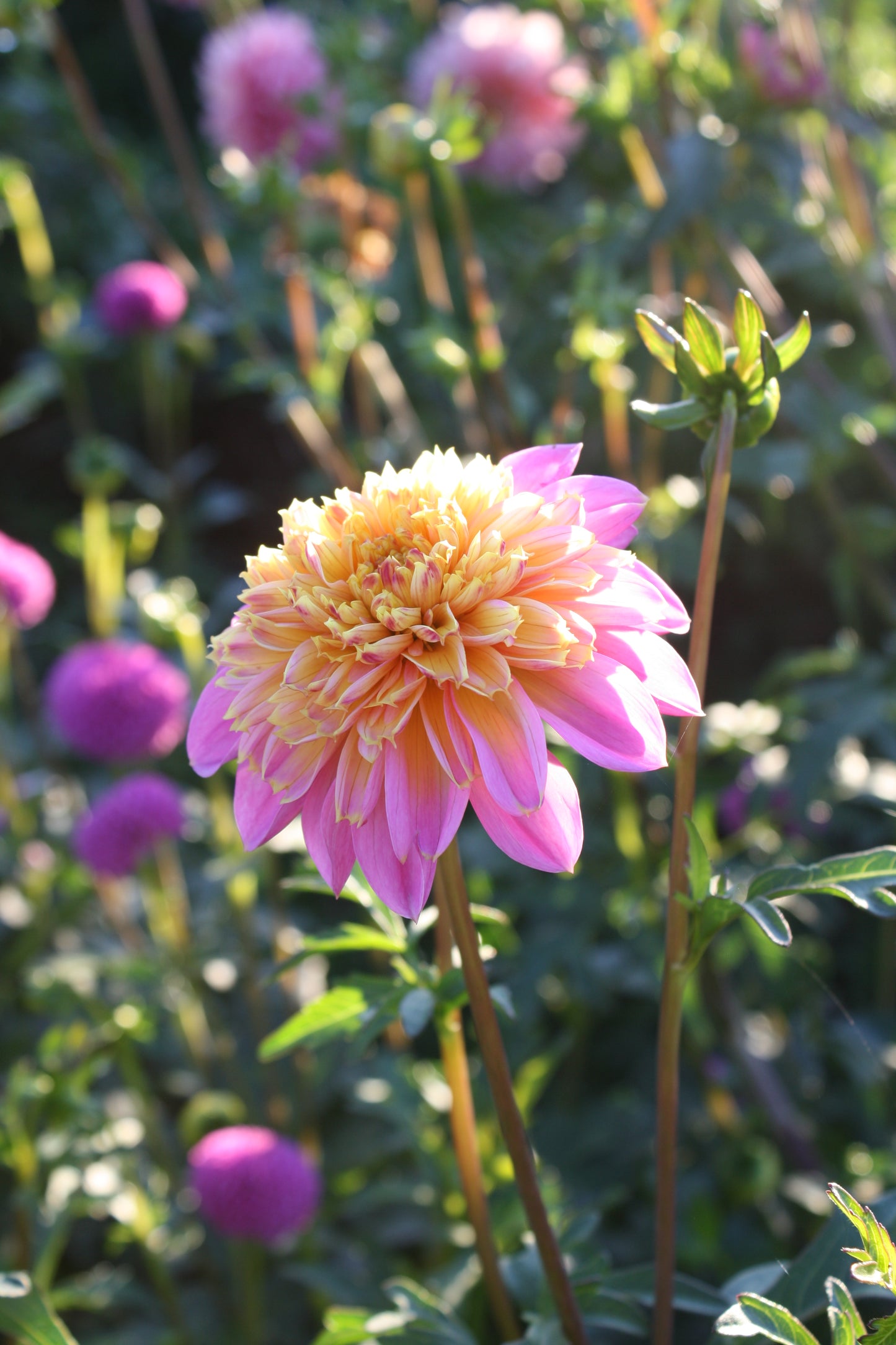 Lifestyle Dahlia Tuber