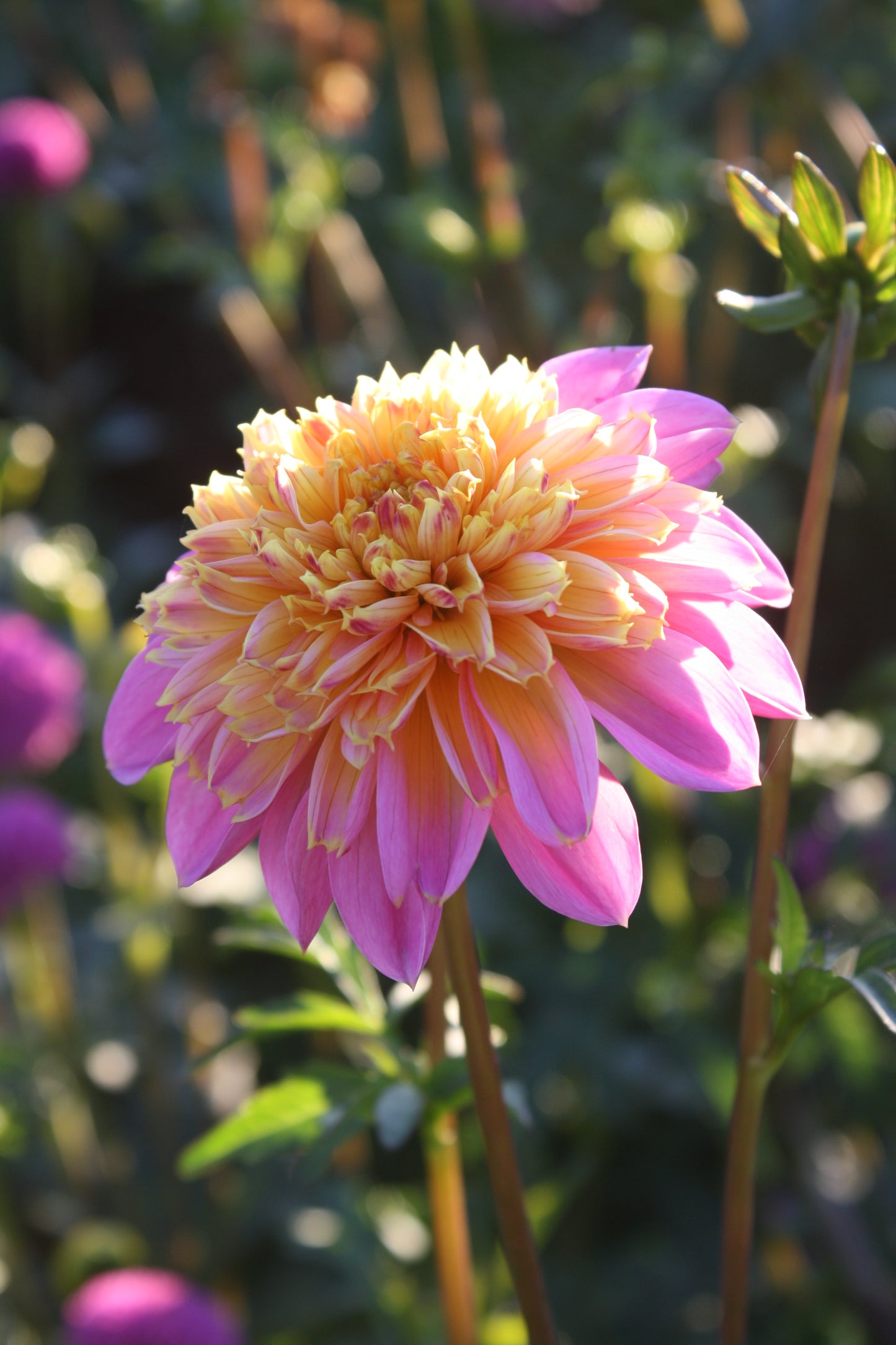 Lifestyle Dahlia Tuber