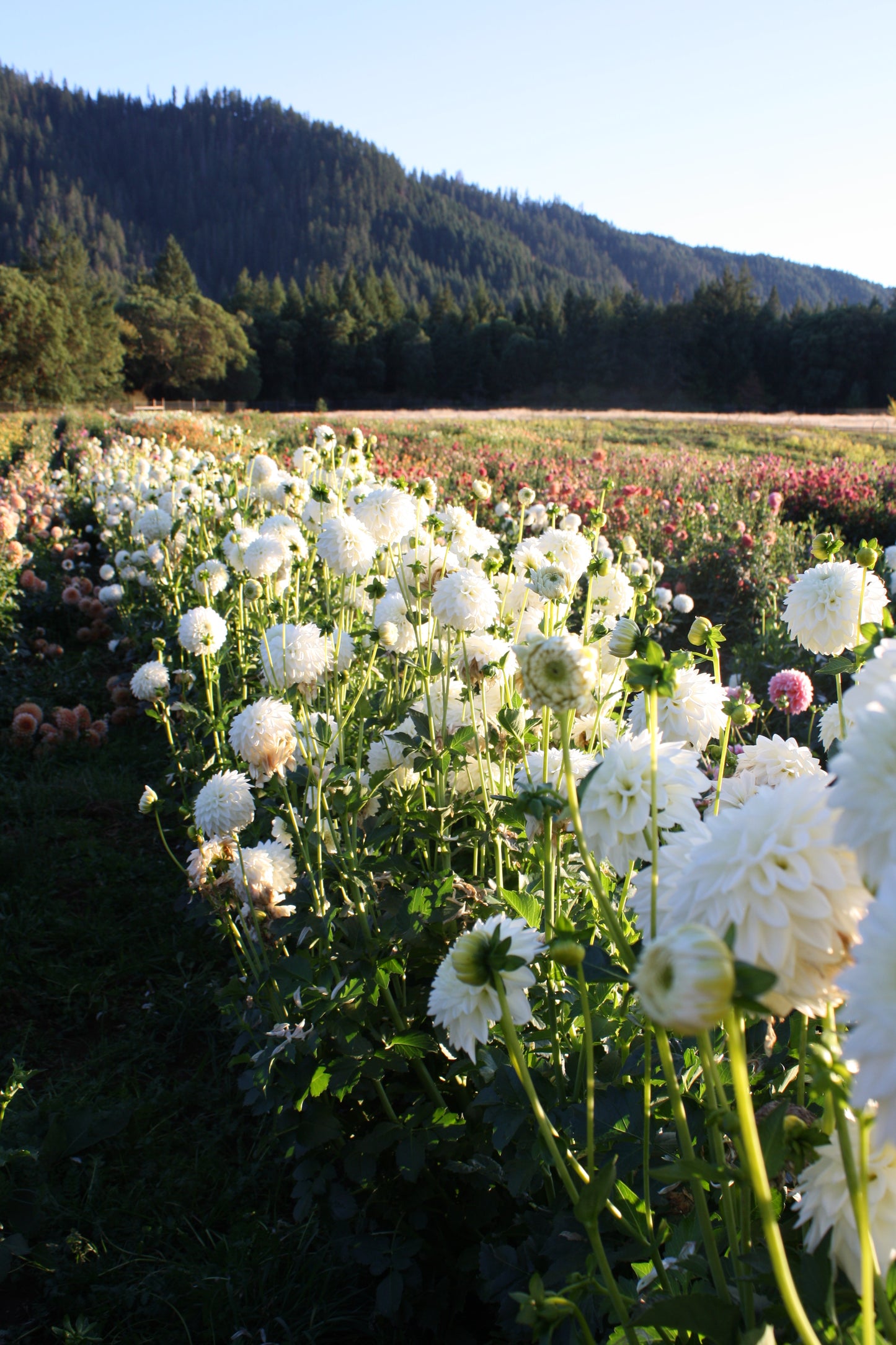 Blizzard Dahlia Tuber