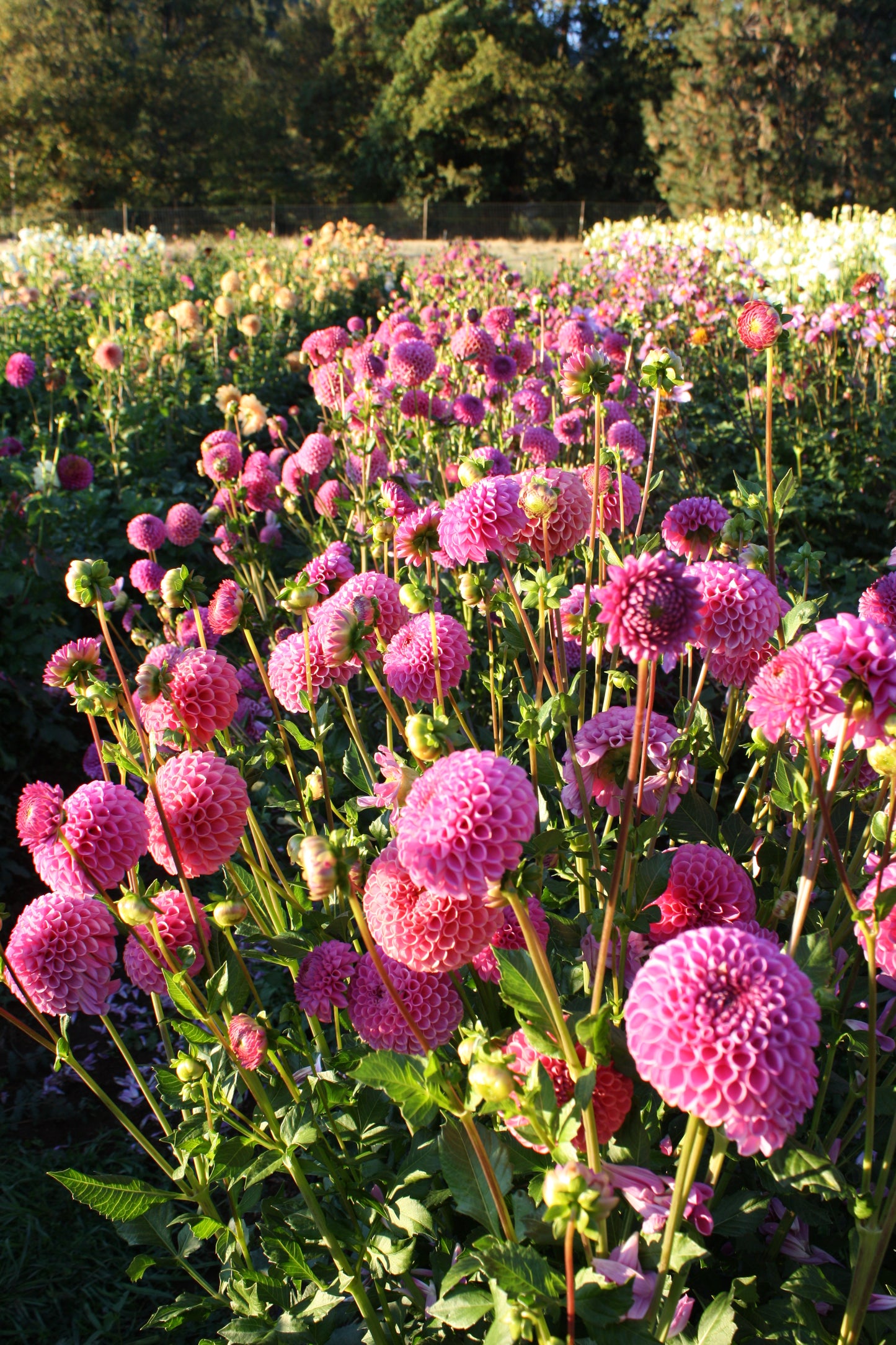 Caitlin's Joy Dahlia Tuber