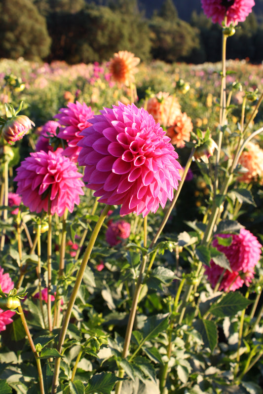 Hollyhill Bill M. Dahlia Tuber