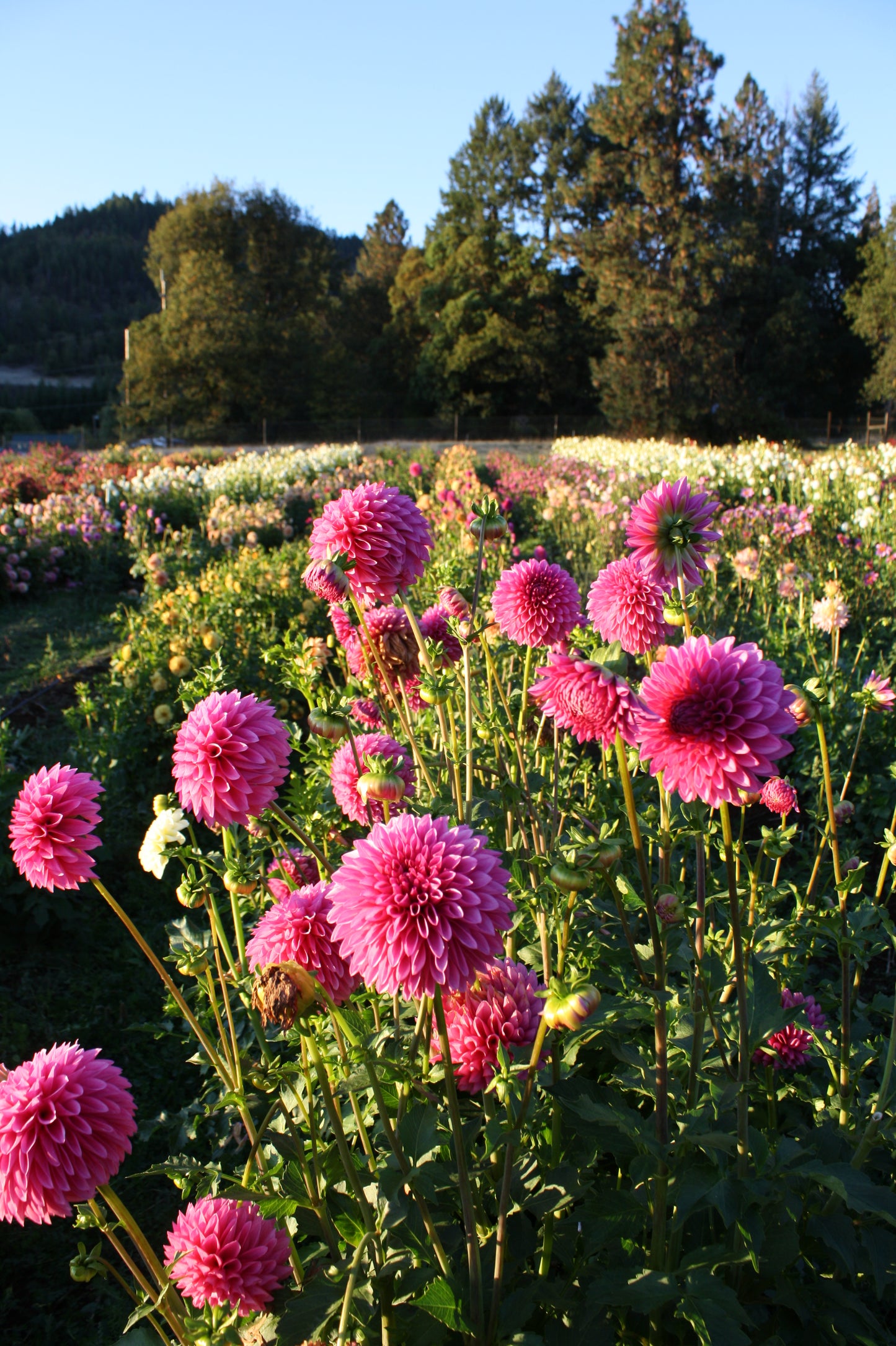 Hollyhill Bill M. Dahlia Tuber
