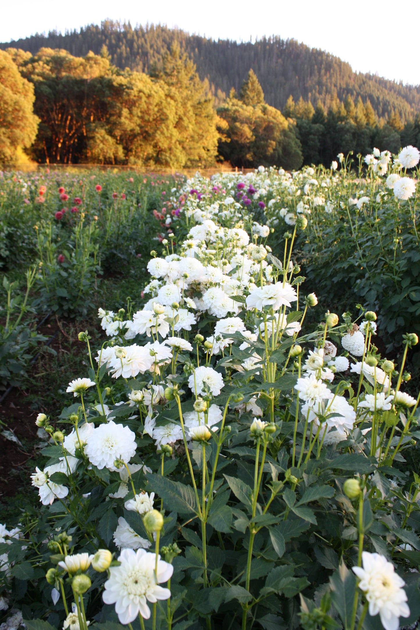 Bride to Be Dahlia Tuber