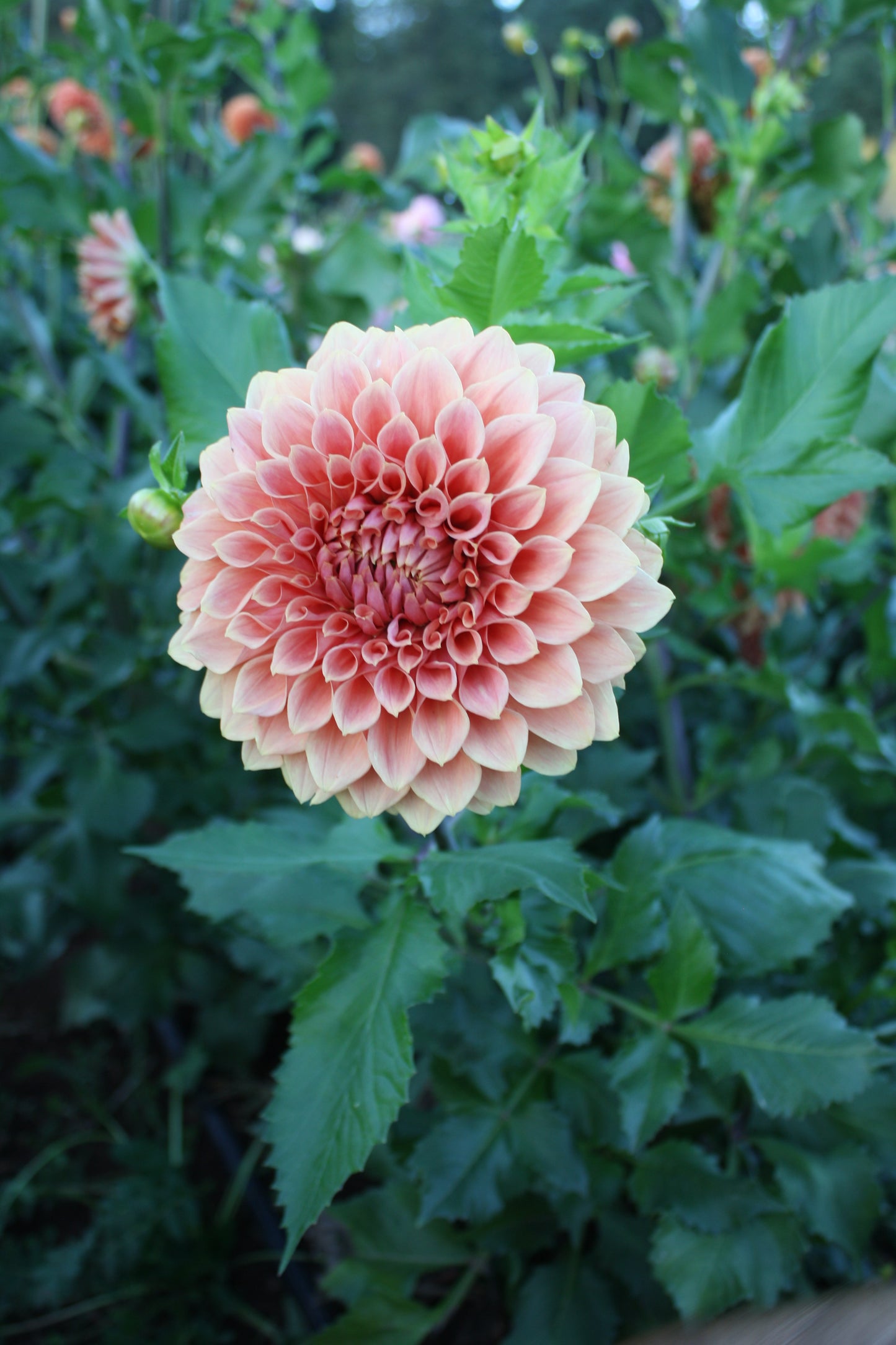 Hy Patti Dahlia Tuber