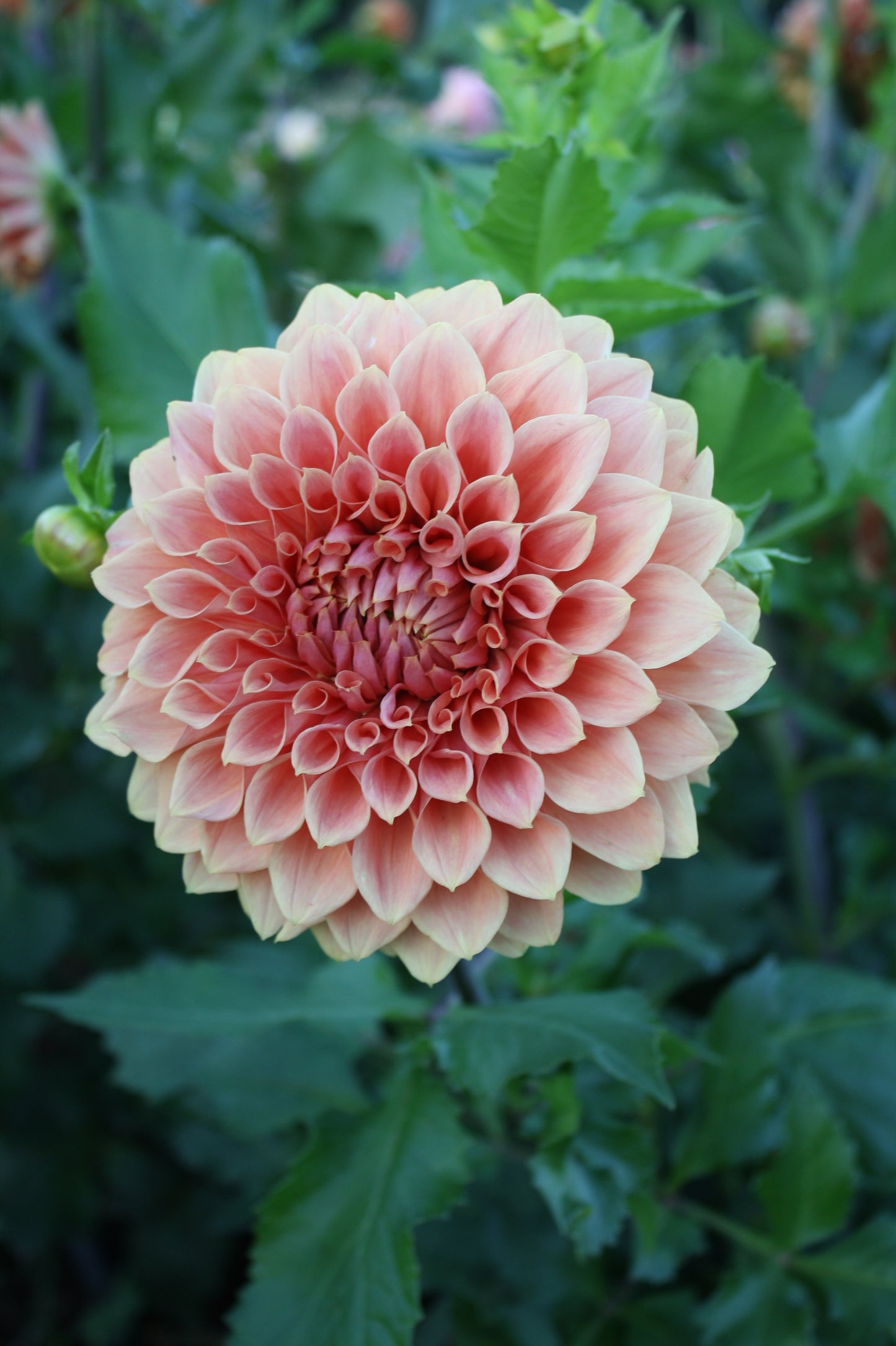 Hy Patti Dahlia Tuber