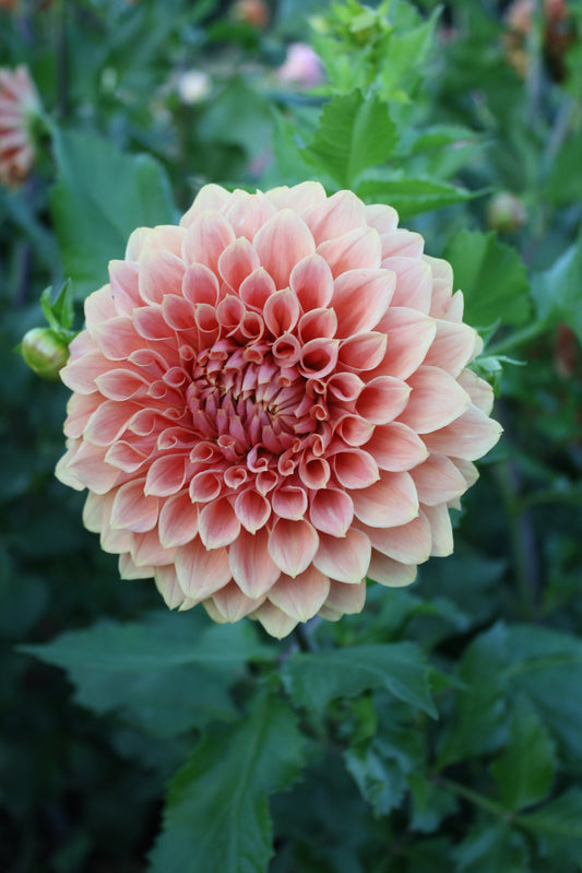 Hy Patti Dahlia Tuber