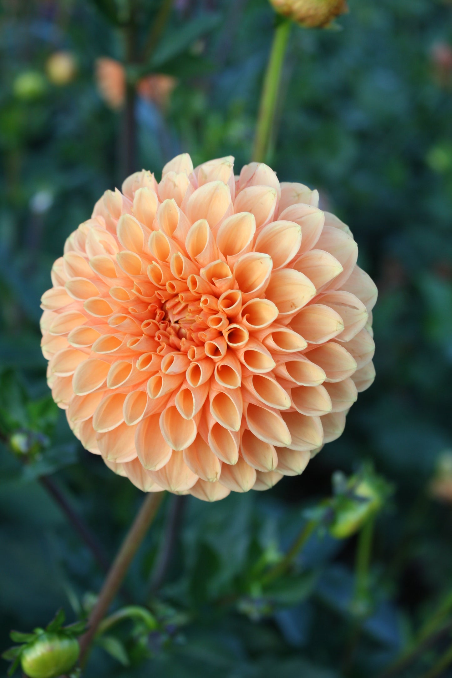 Sylvia/Maarn Dahlia Tuber