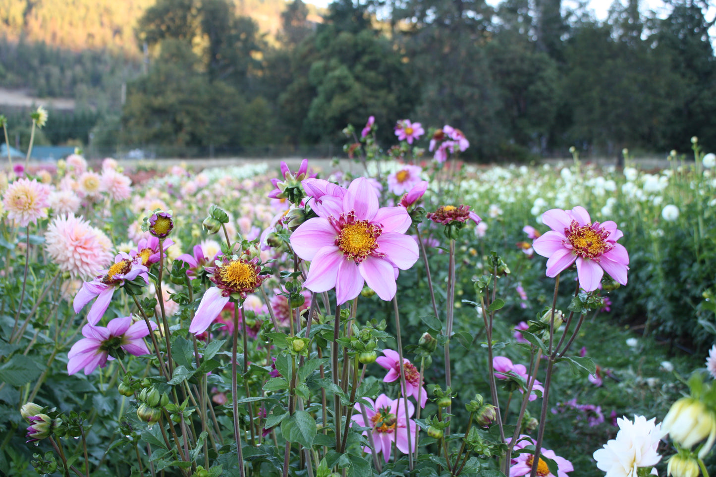 Dad's Favorite Dahlia Tuber