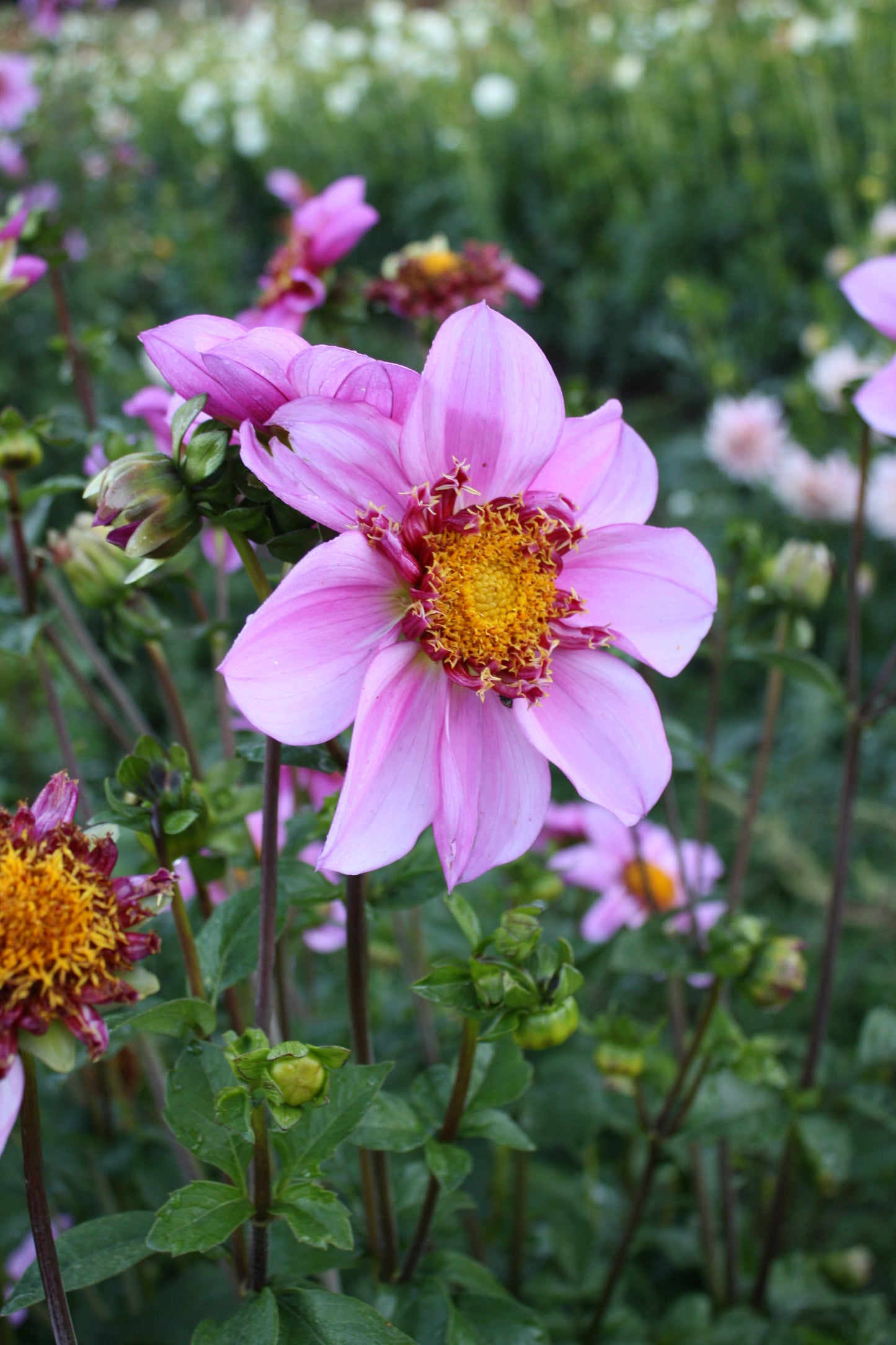 Dad's Favorite Dahlia Tuber