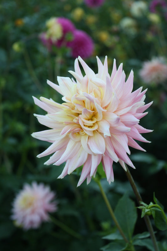 Bo Peep Dahlia Tuber