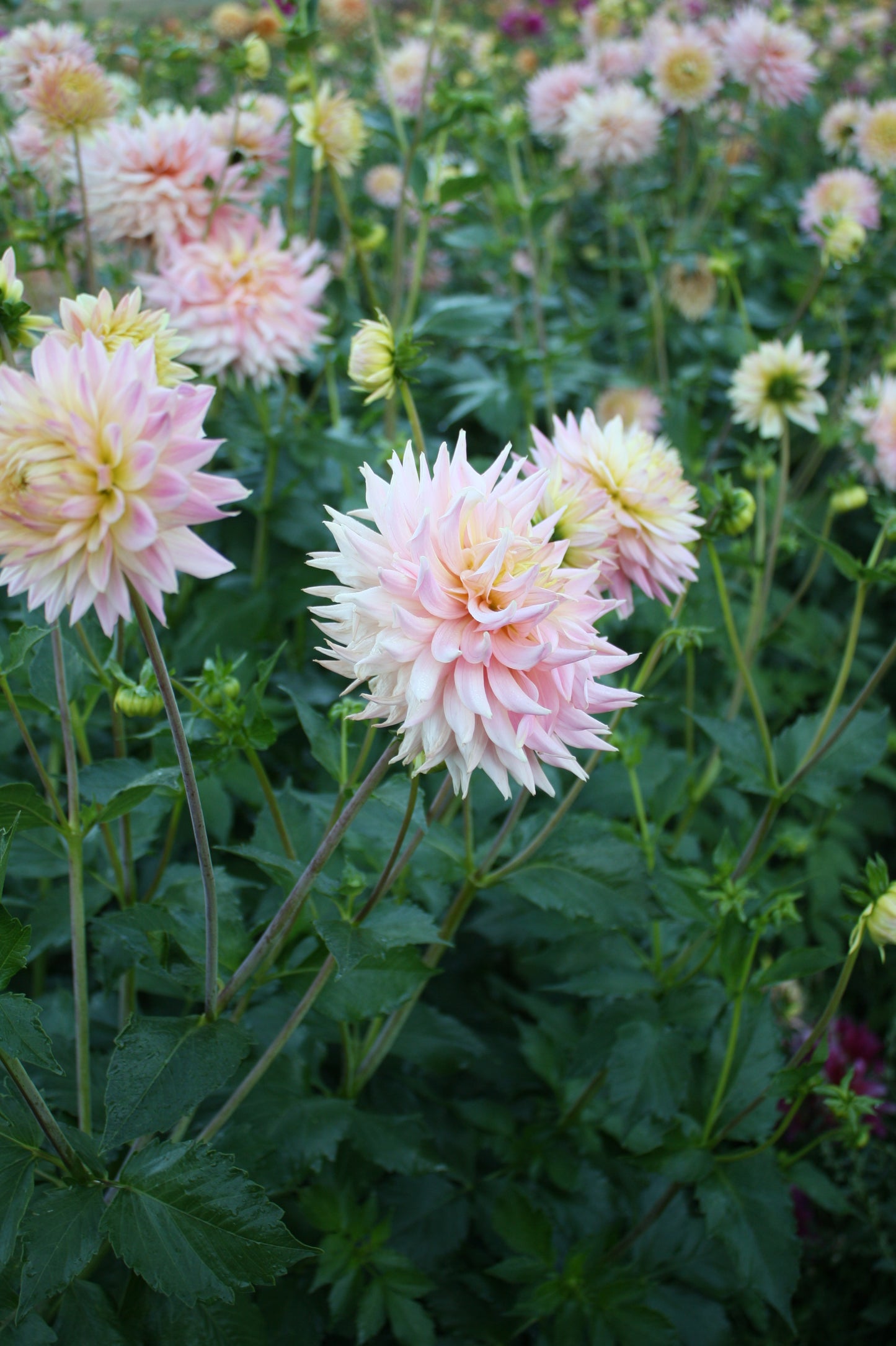 Bo Peep Dahlia Tuber