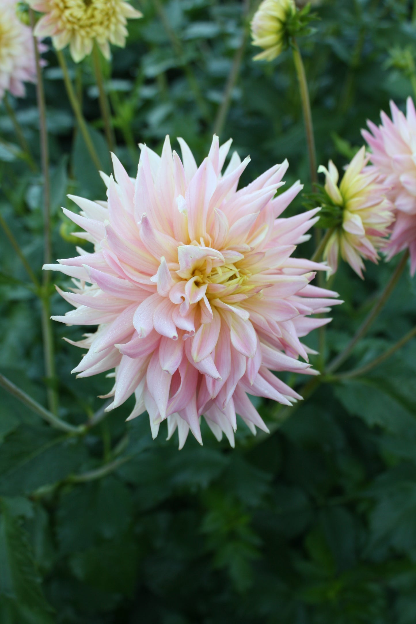 Bo Peep Dahlia Tuber