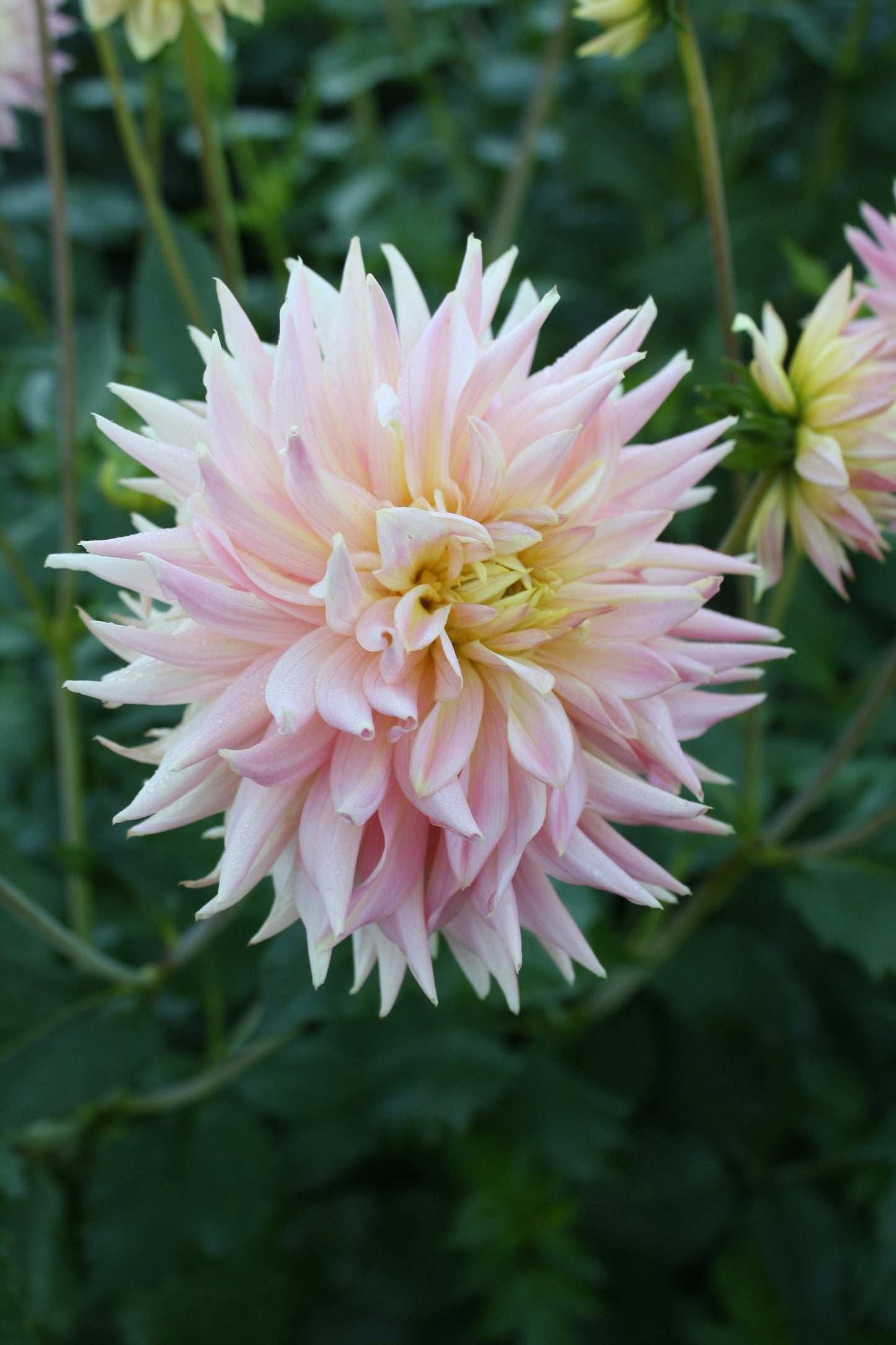 Bo Peep Dahlia Tuber