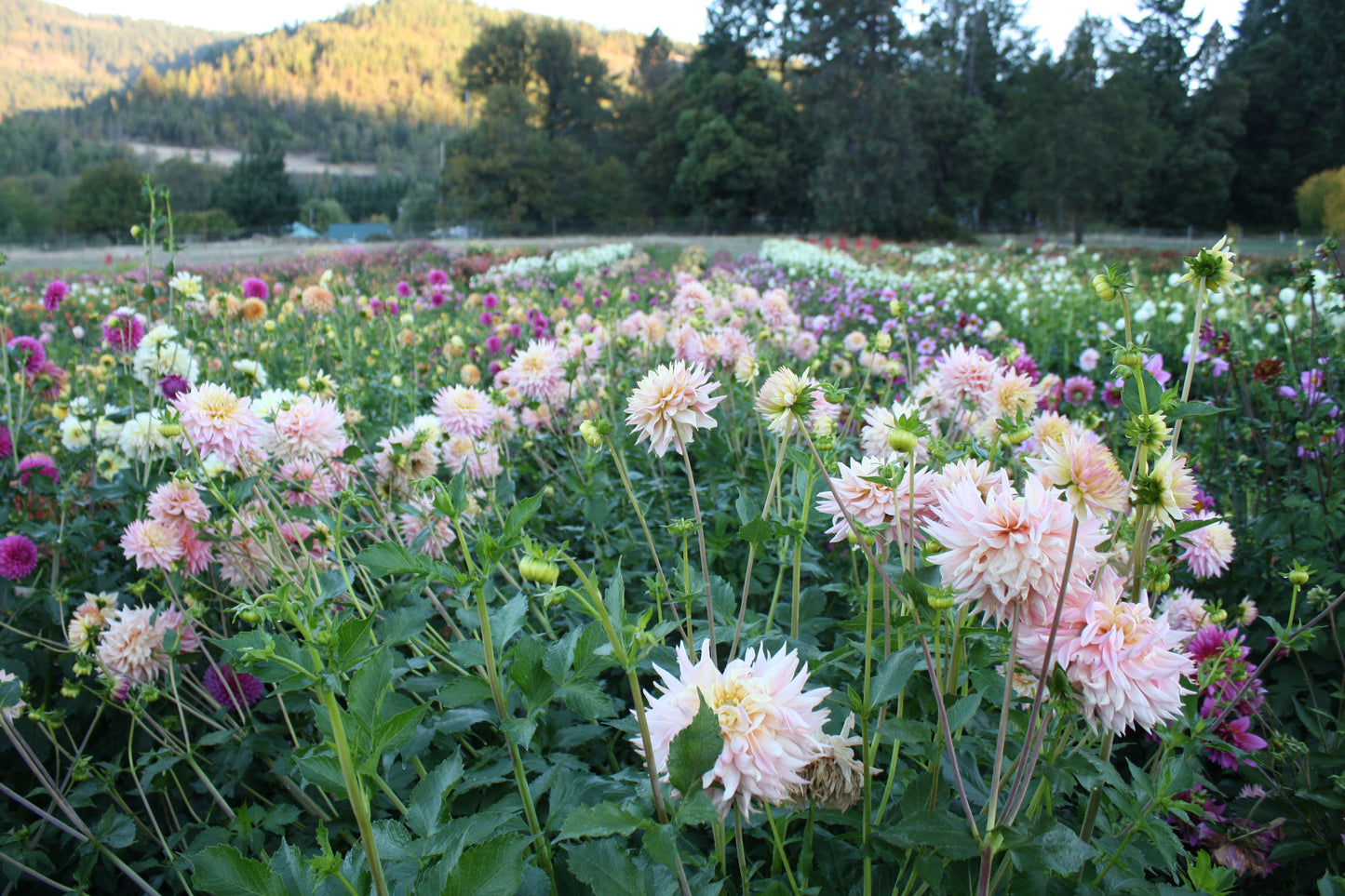 Bo Peep Dahlia Tuber