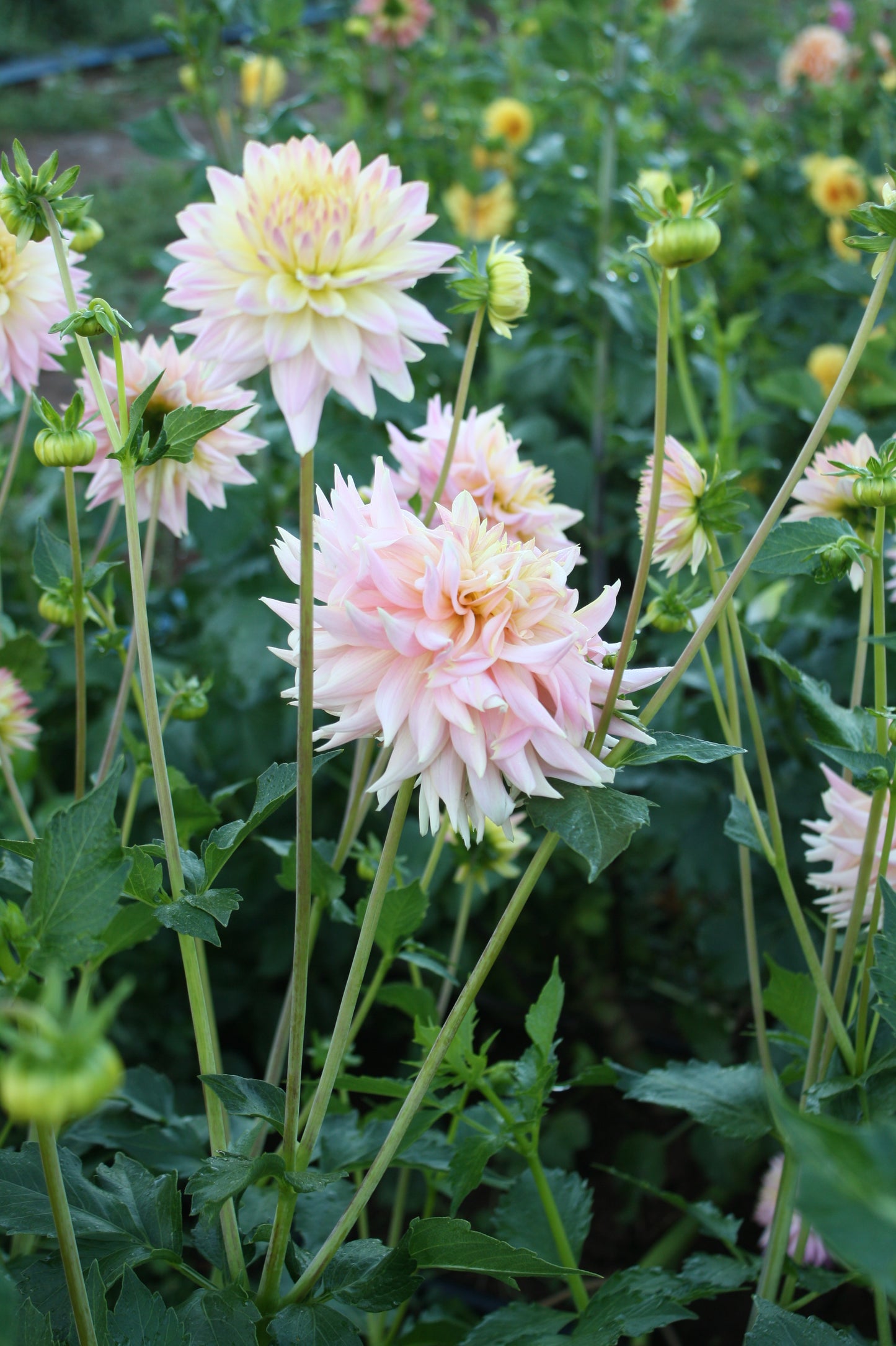 Bo Peep Dahlia Tuber