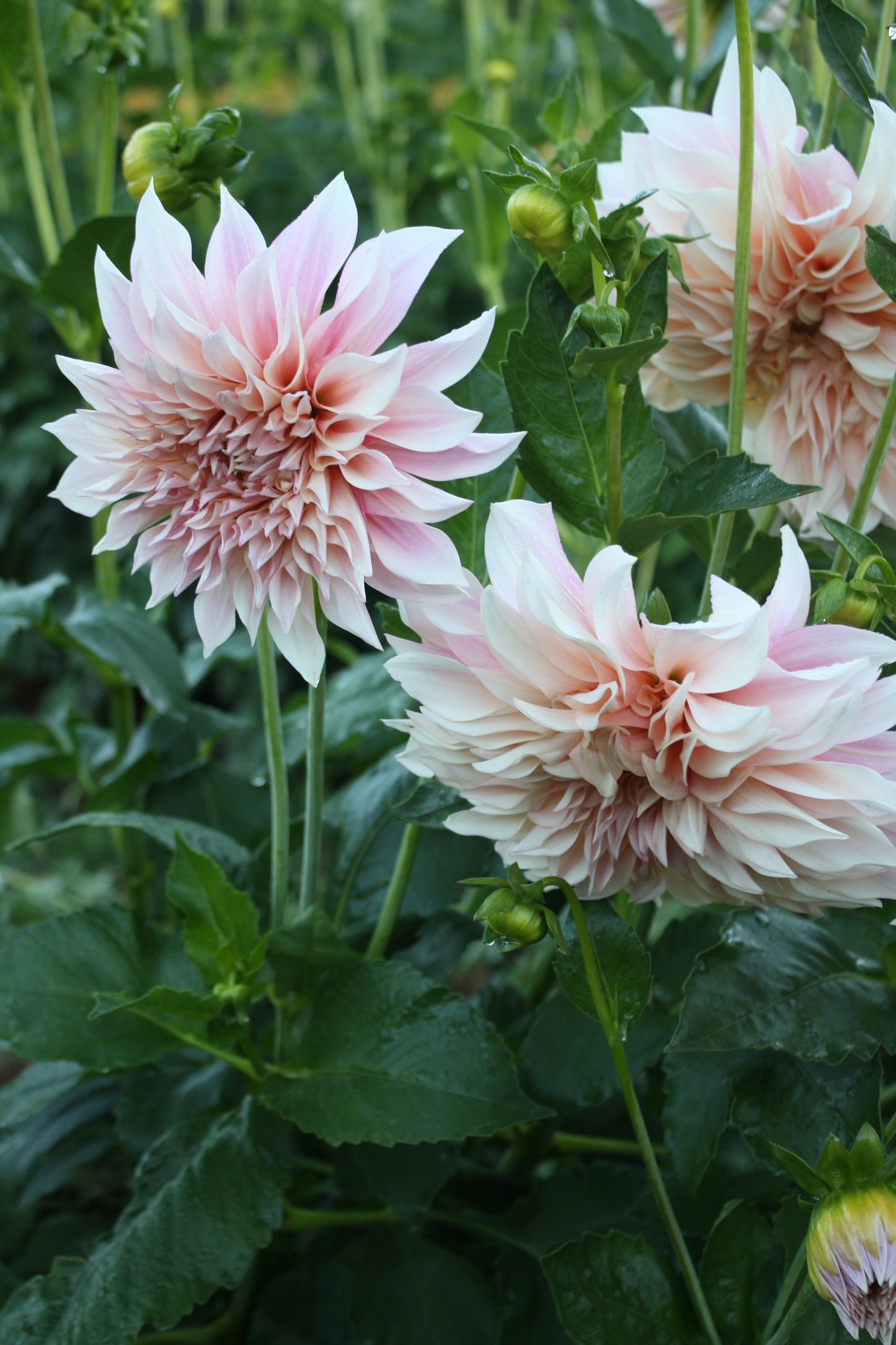 Cafe au Lait Dahlia Tuber