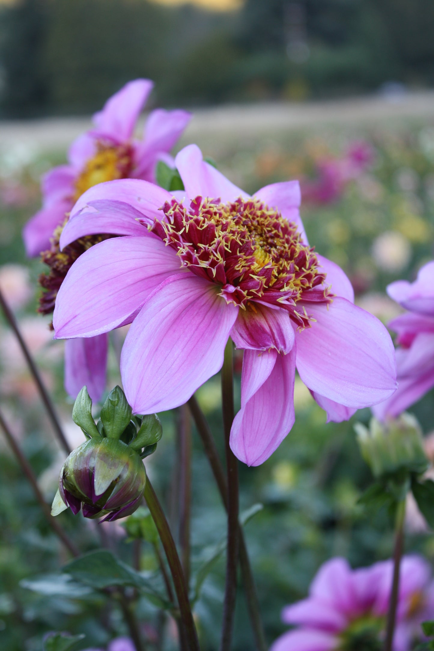 Dad's Favorite Dahlia Tuber