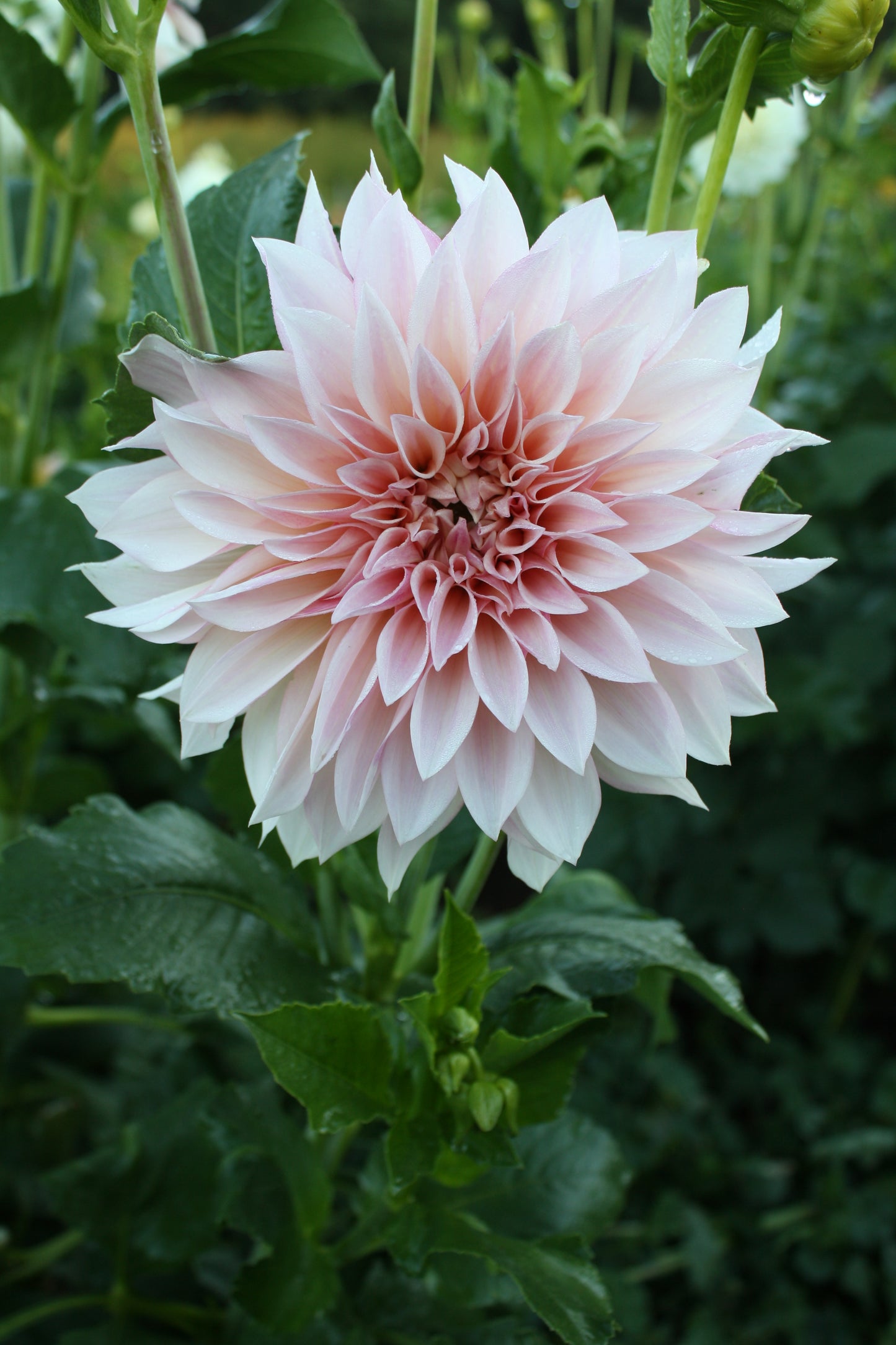 Cafe au Lait Dahlia Tuber