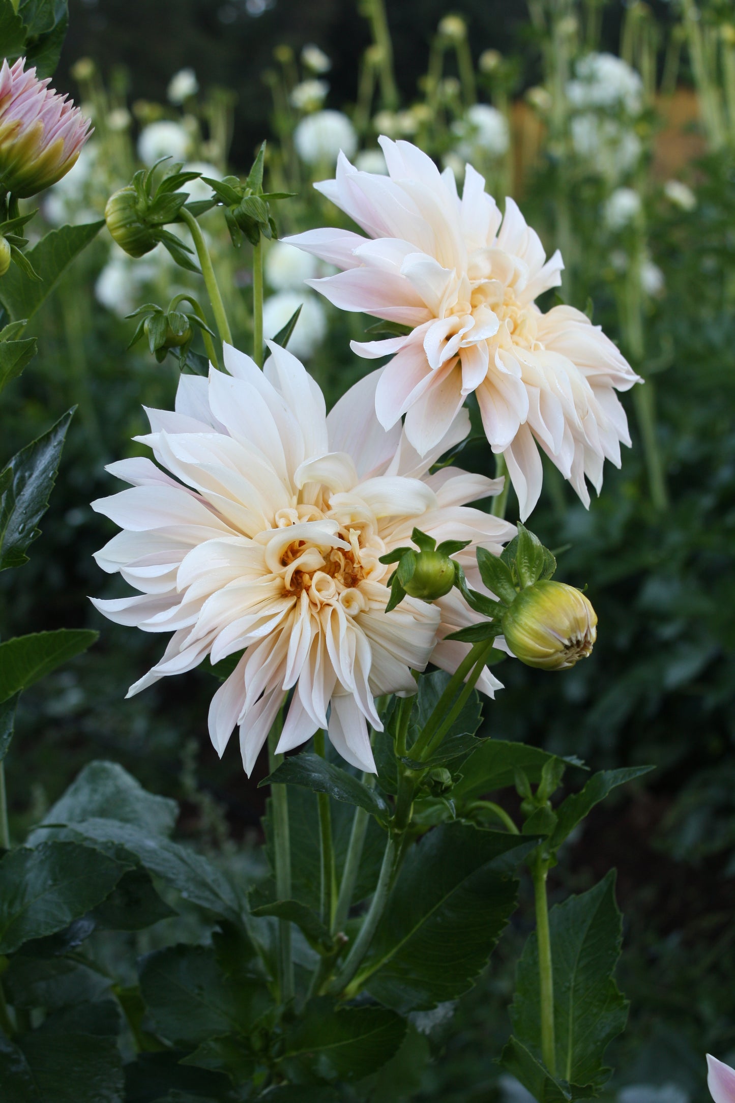 Cafe au Lait Dahlia Tuber