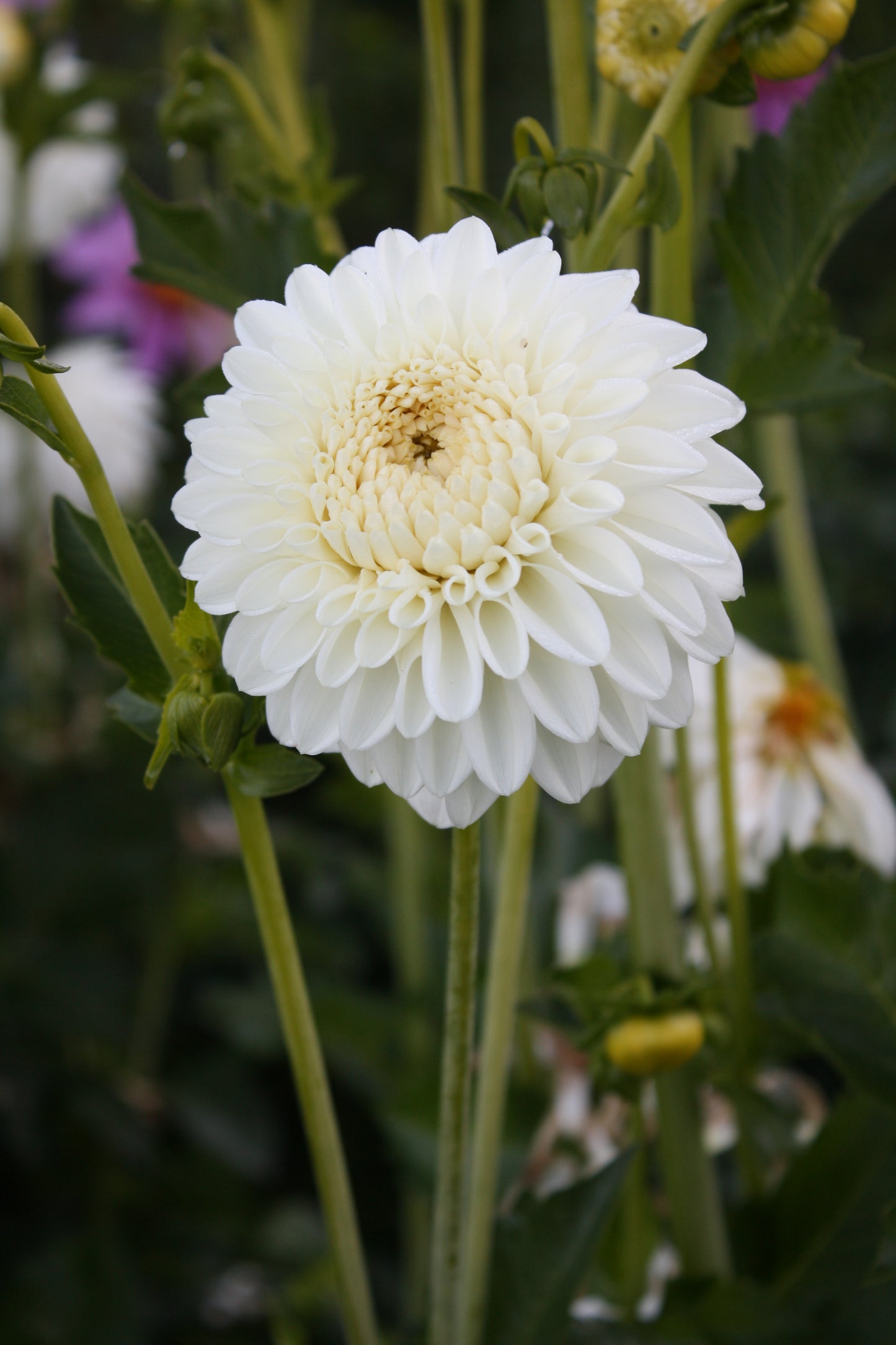 Blizzard Dahlia Tuber
