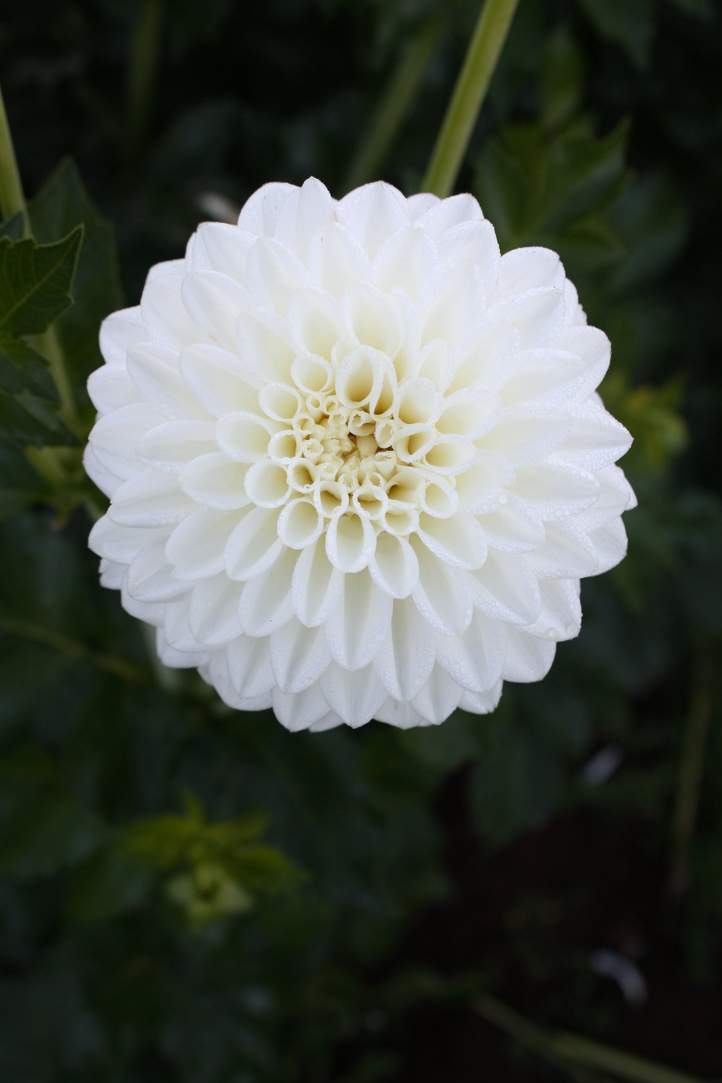 Blizzard Dahlia Tuber