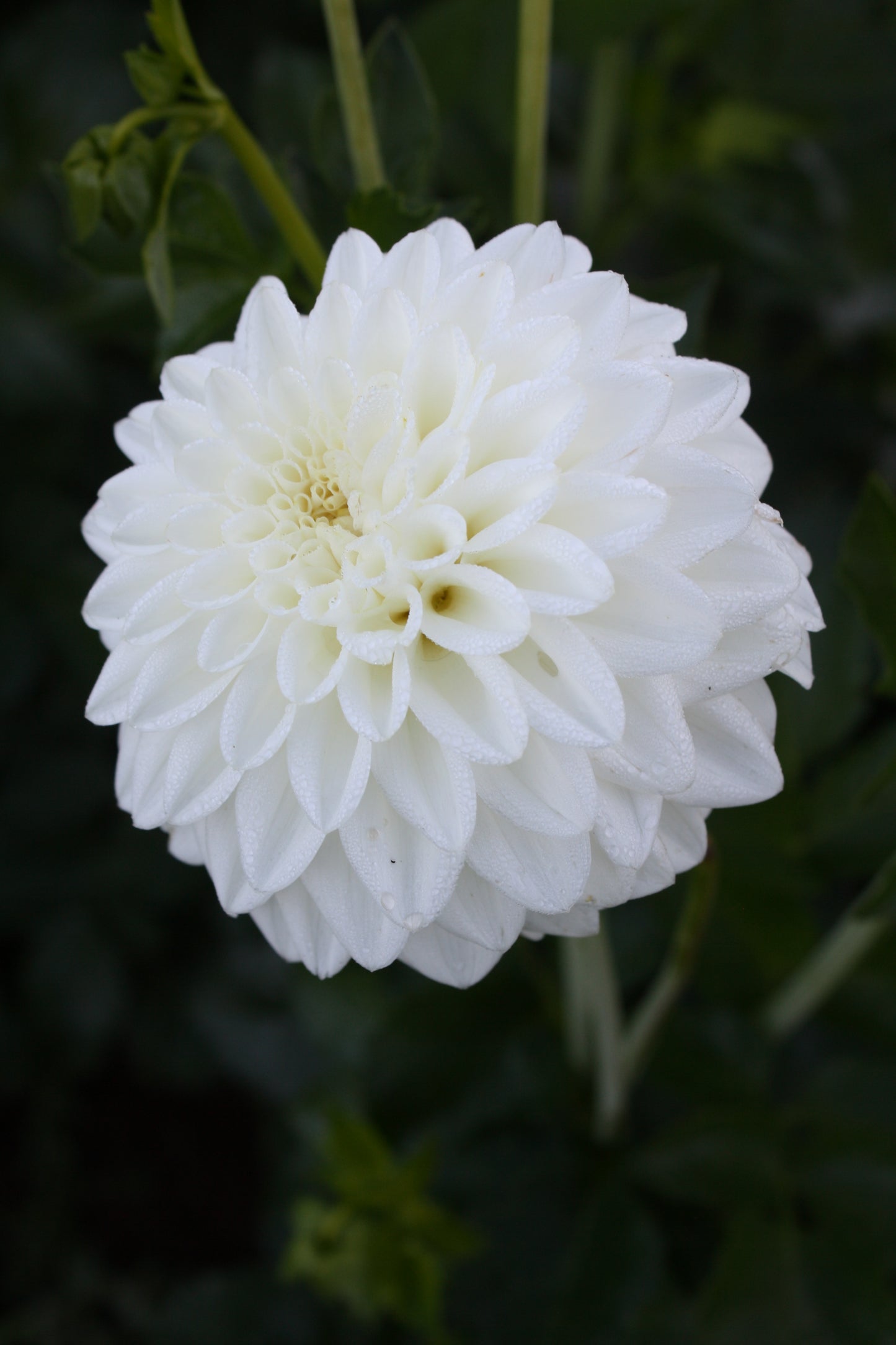 Blizzard Dahlia Tuber