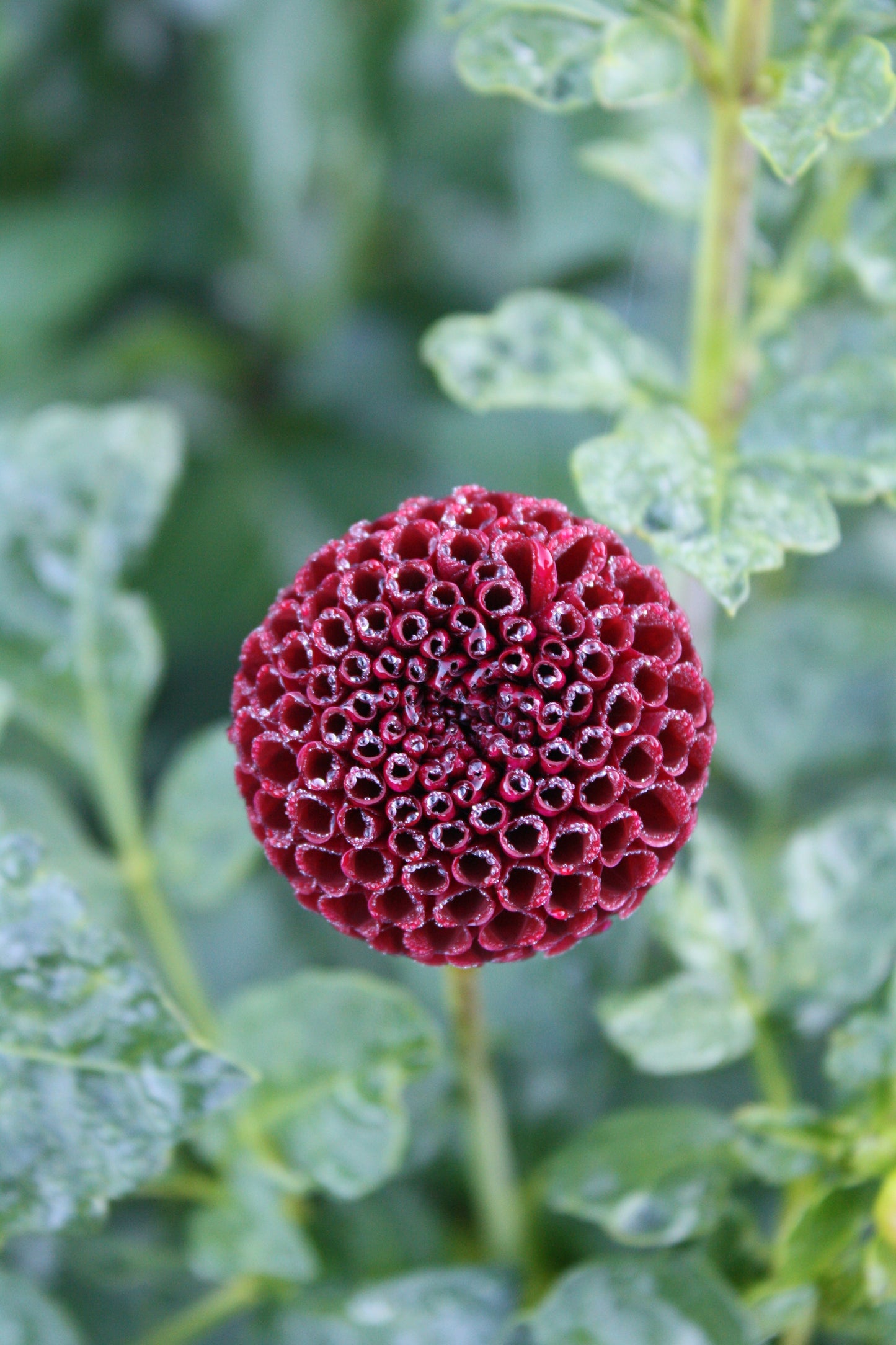 Moor Place Dahlia Tuber