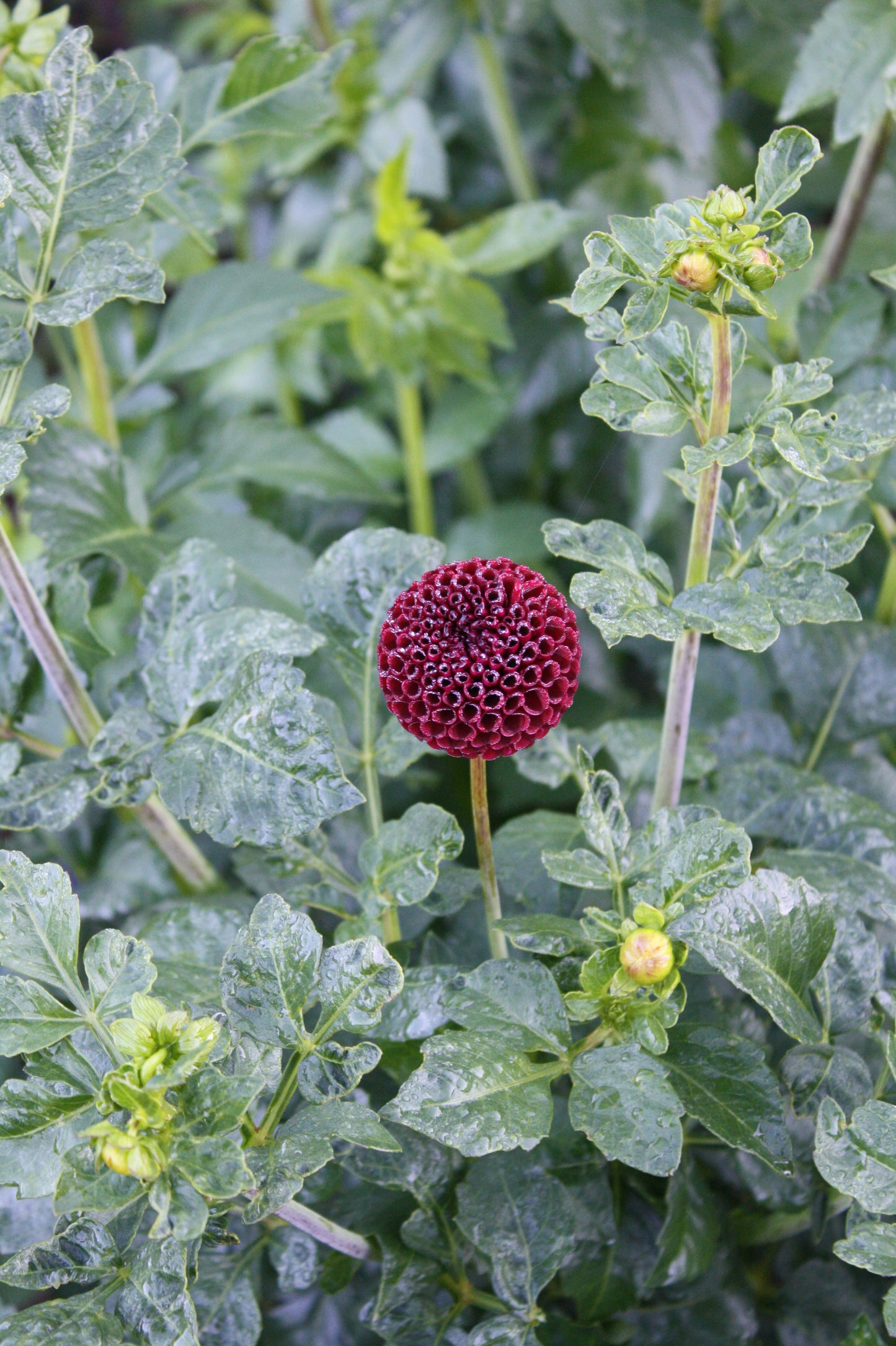 Moor Place Dahlia Tuber