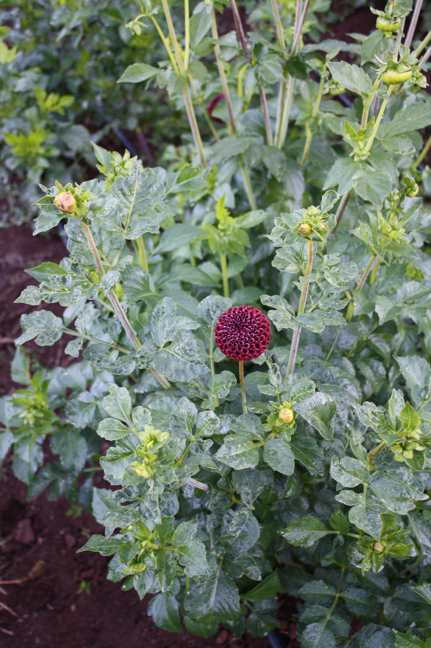 Moor Place Dahlia Tuber