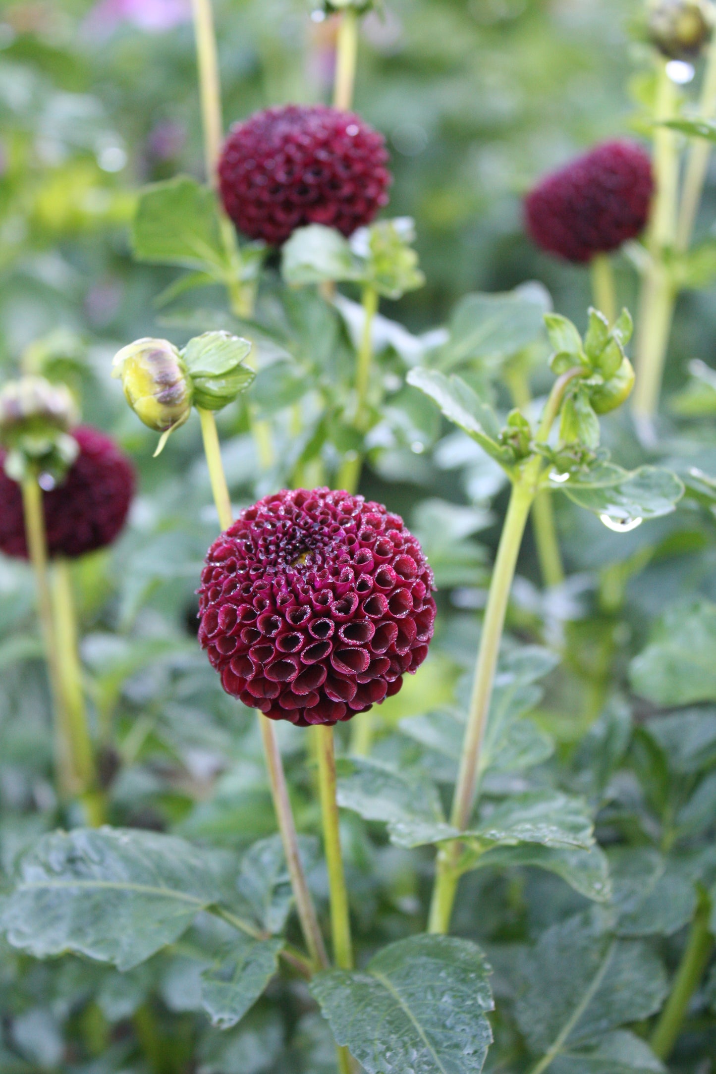 Moor Place Dahlia Tuber