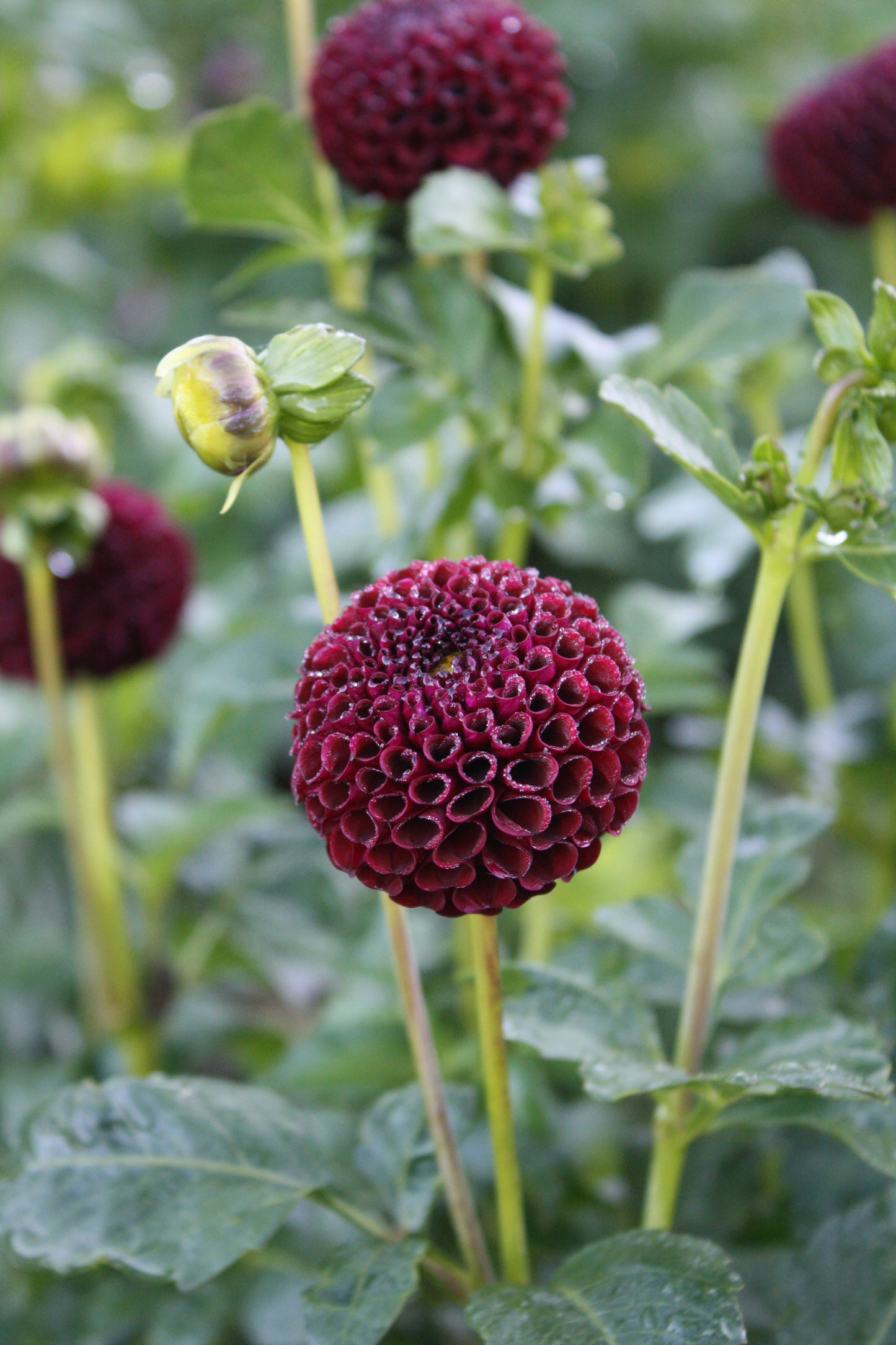 Moor Place Dahlia Tuber