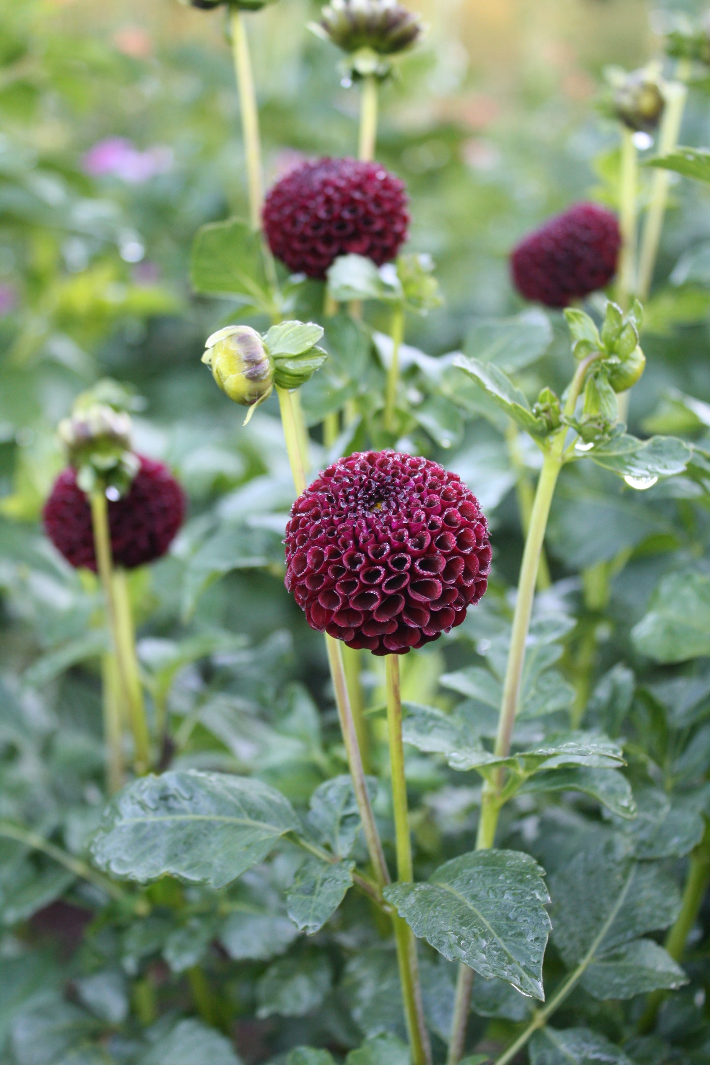 Moor Place Dahlia Tuber