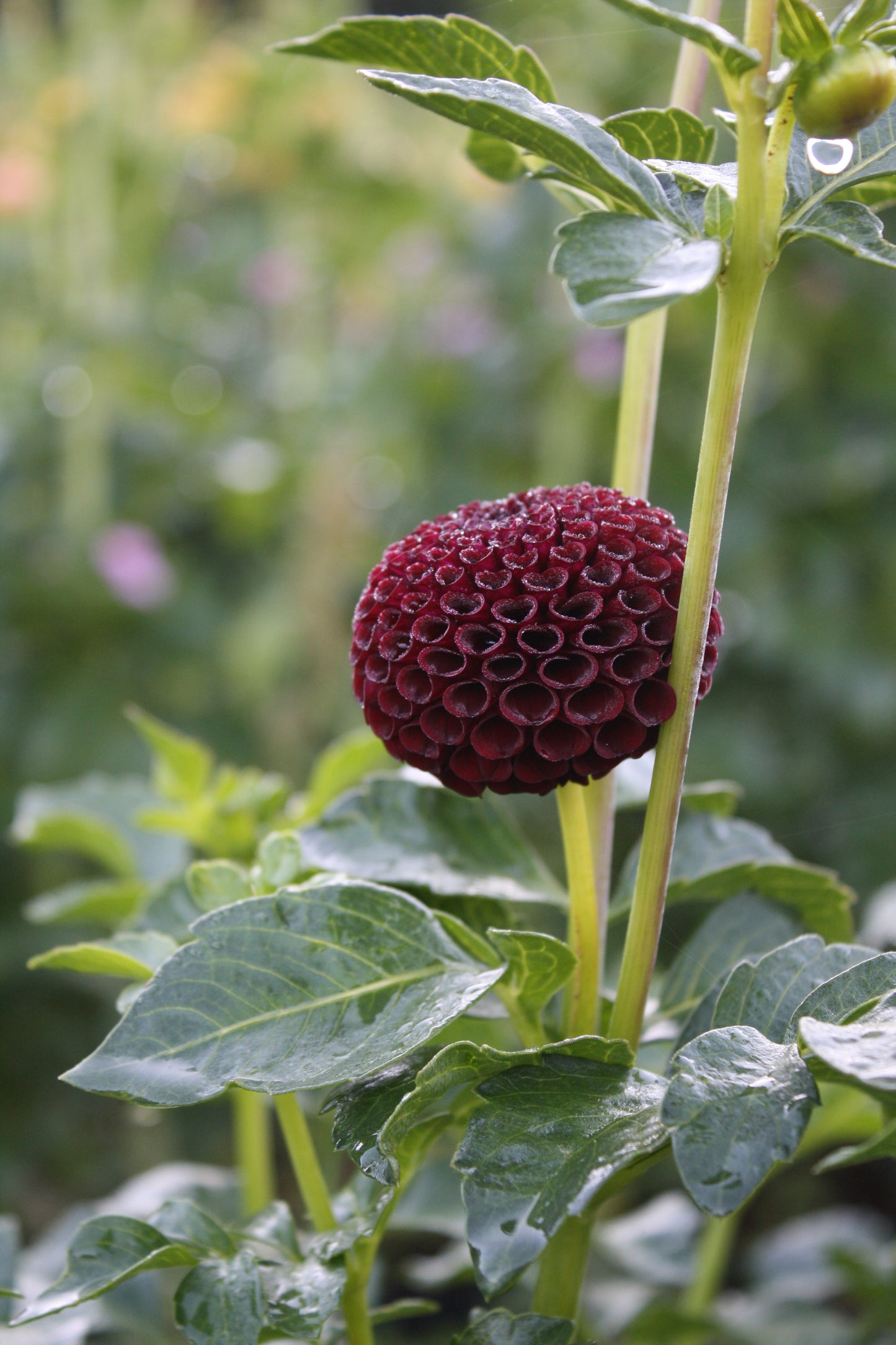 Moor Place Dahlia Tuber