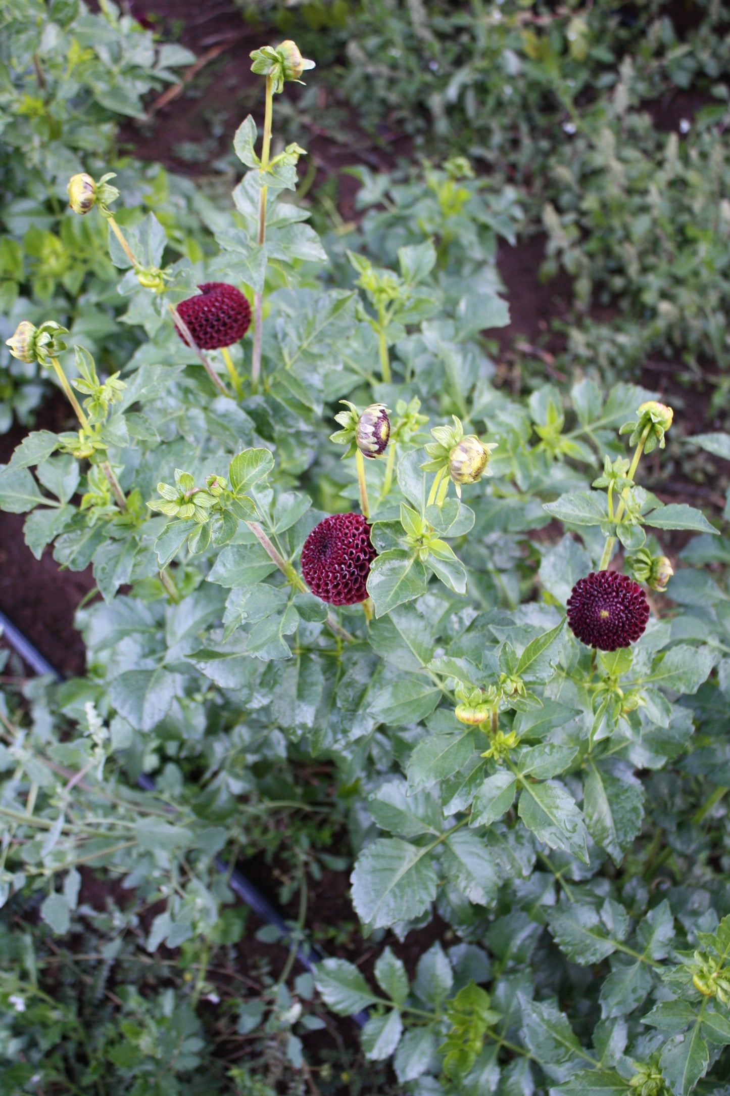 Moor Place Dahlia Tuber