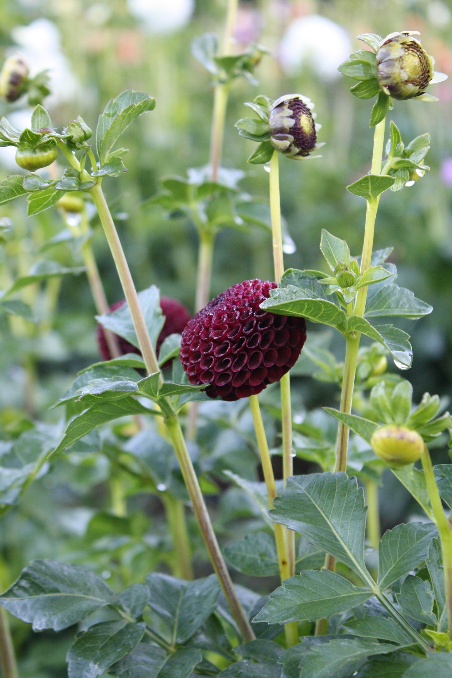 Moor Place Dahlia Tuber