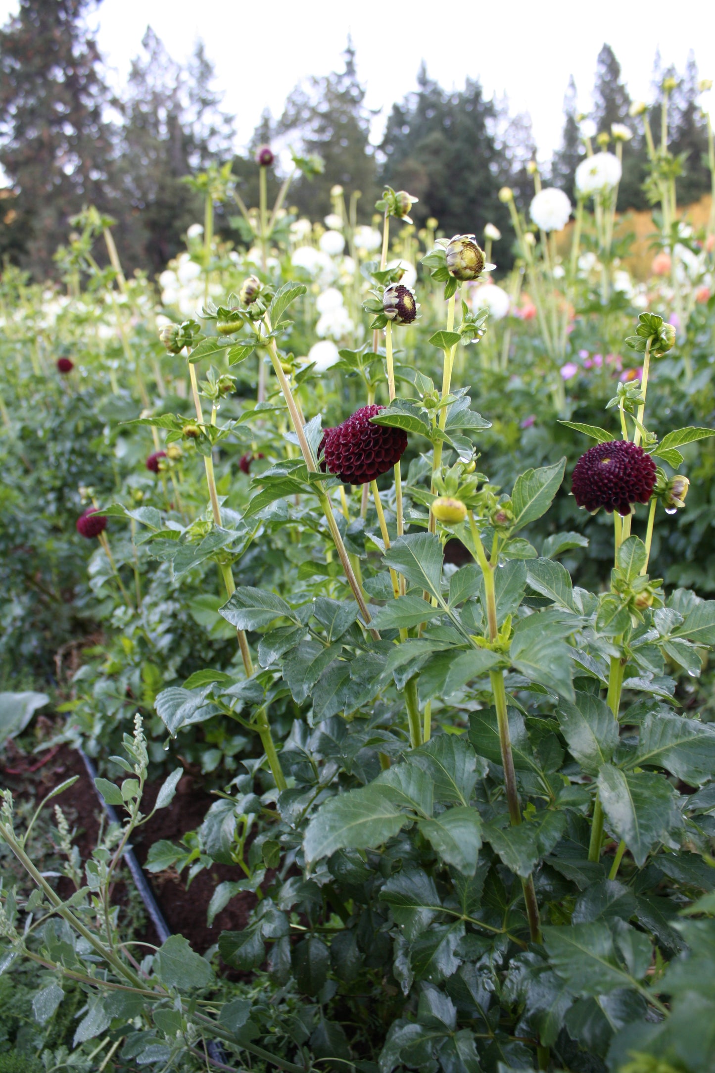 Moor Place Dahlia Tuber