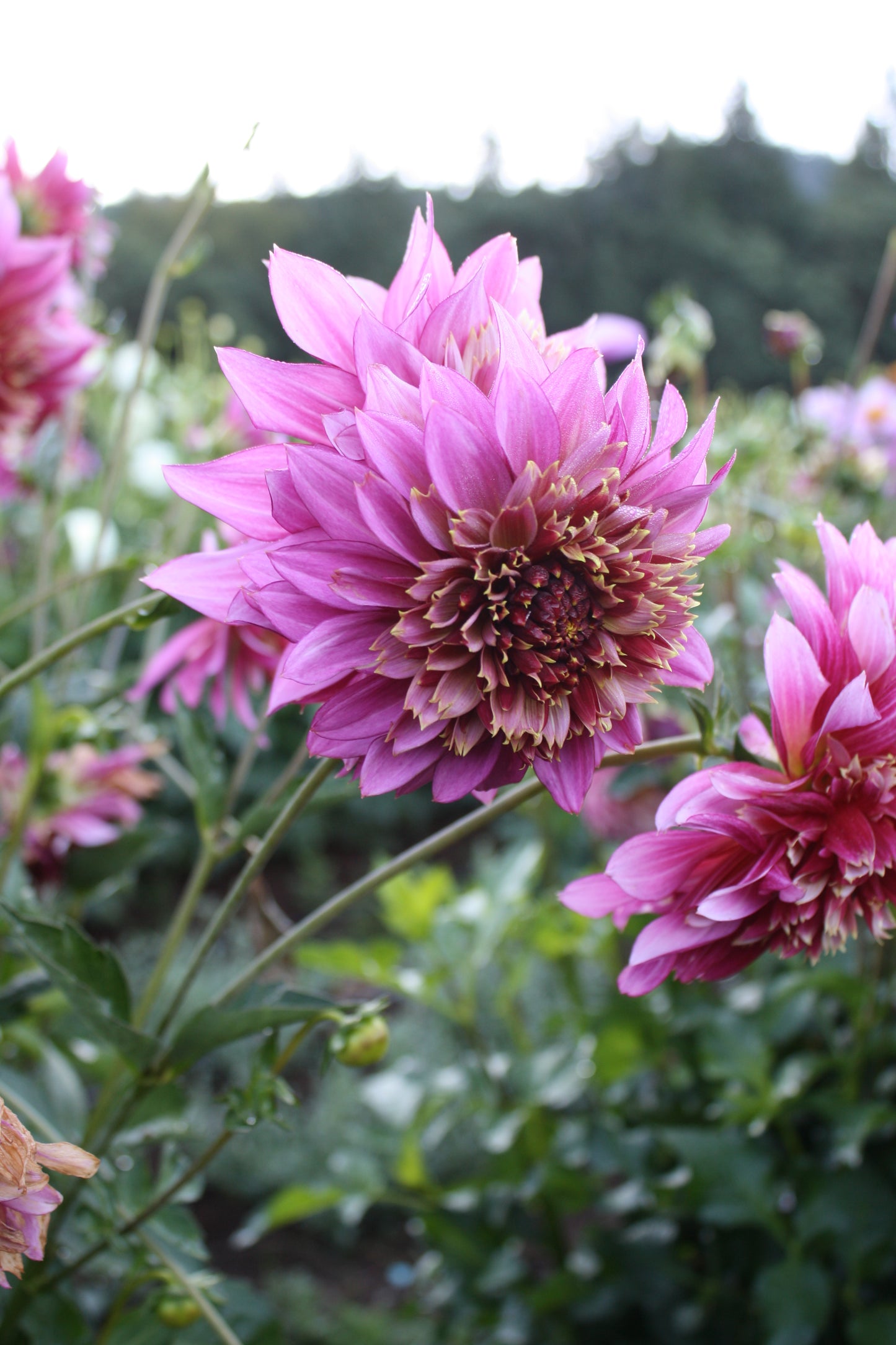 Mambo Dahlia Tuber